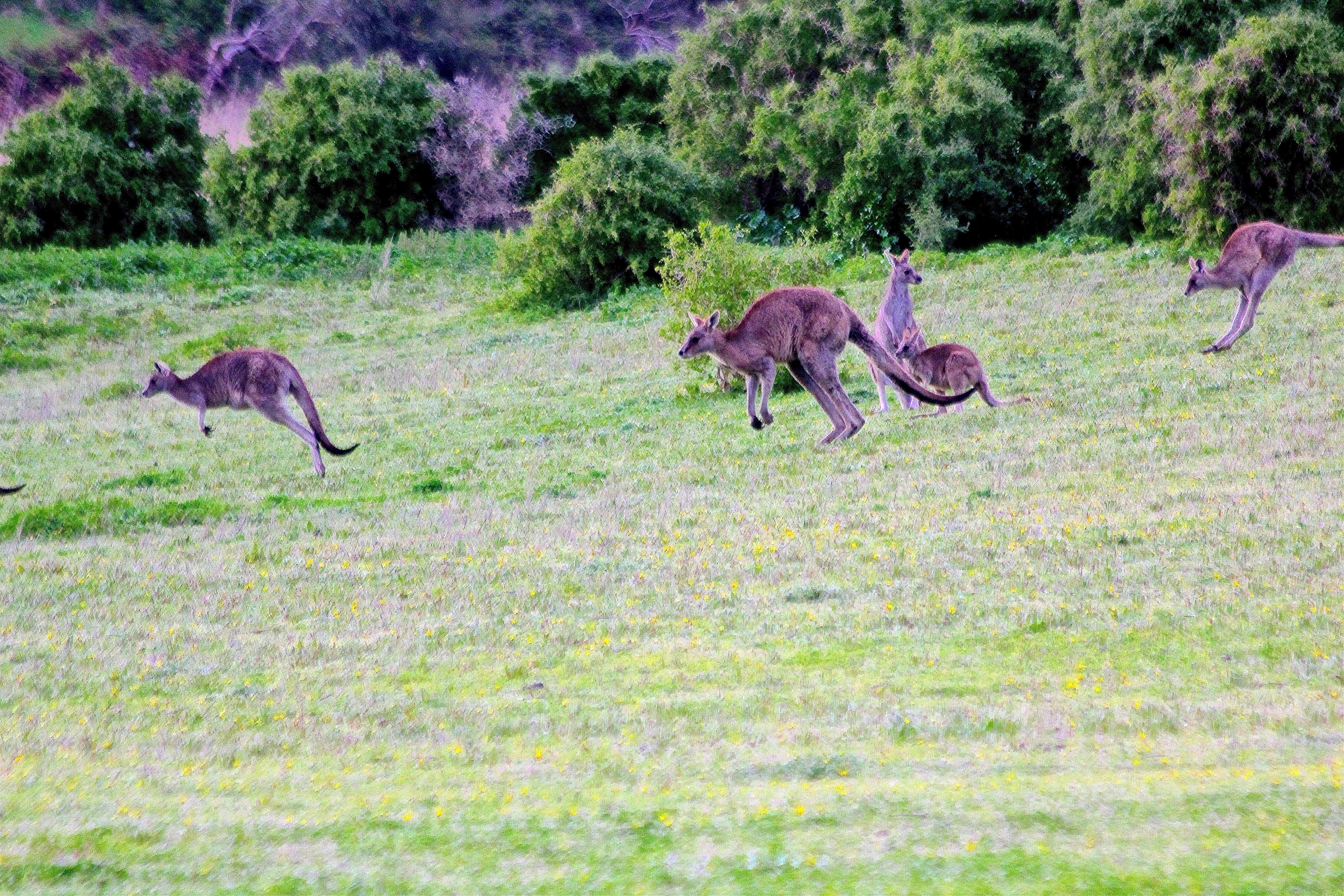 GREAT OCEAN ROAD