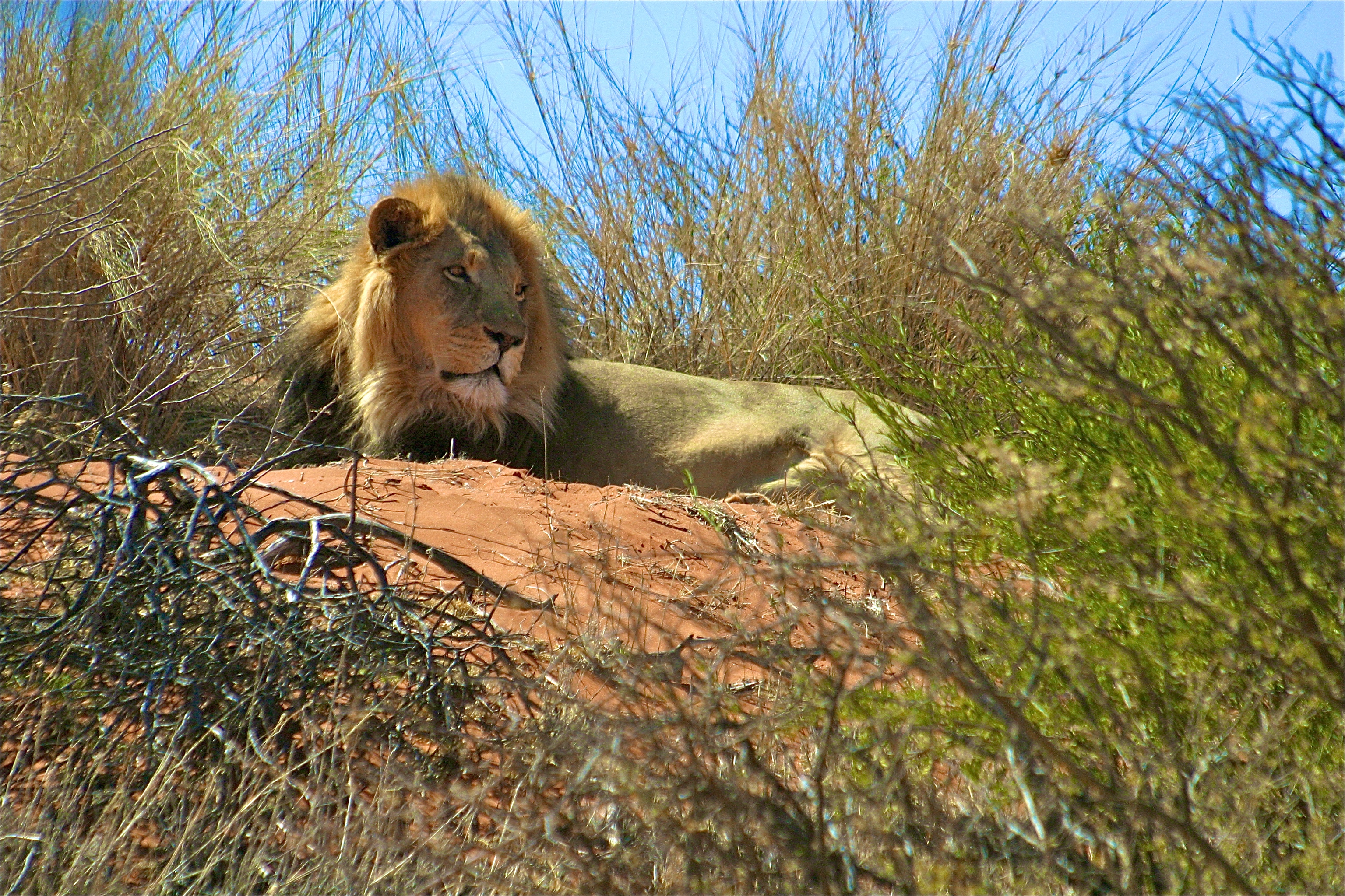 LION DU KALAHARI