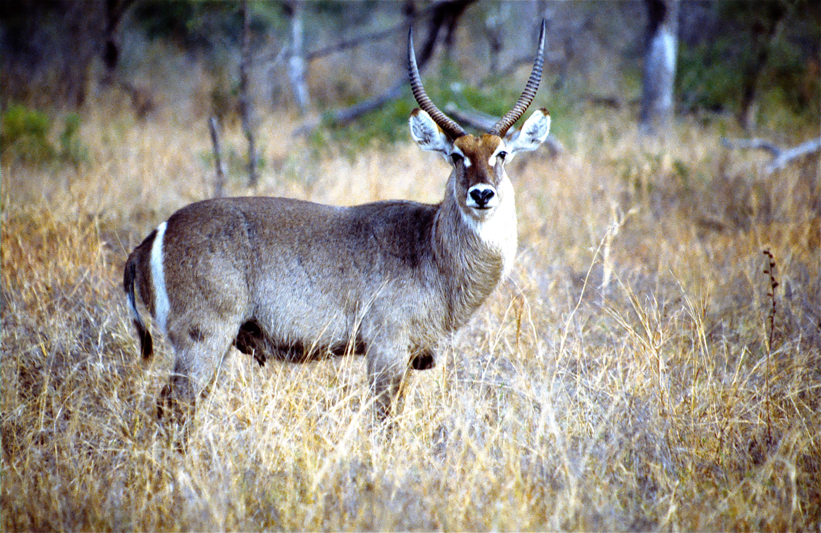 SABI SAND
