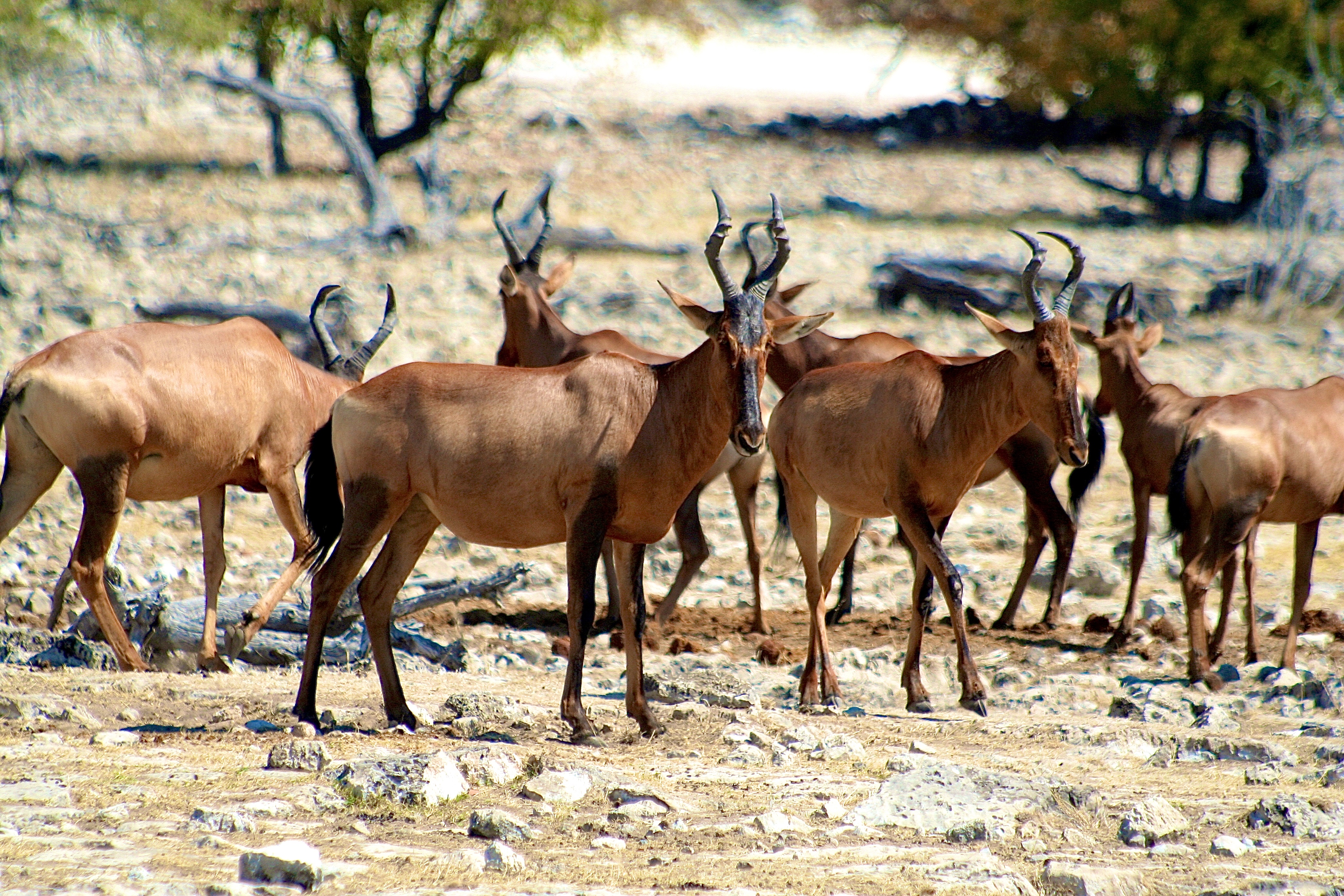 BUBALES ROUX