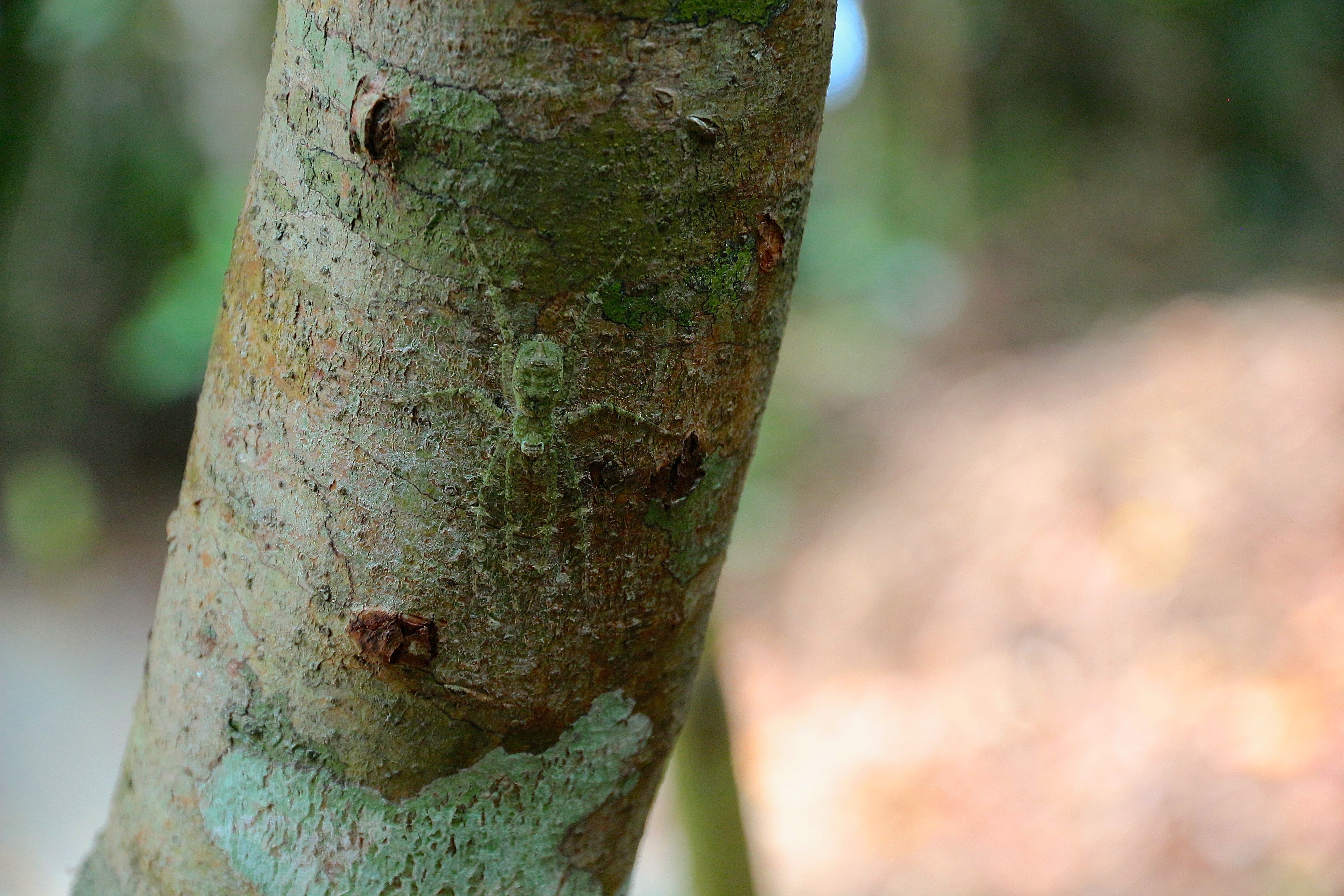 DAINTREE RAINFOREST