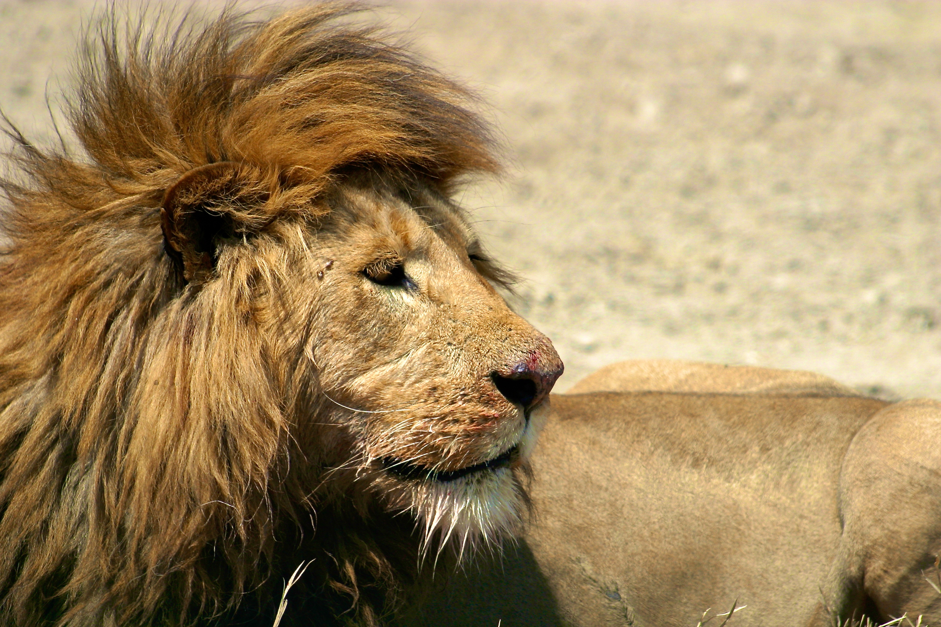 NGORONGORO