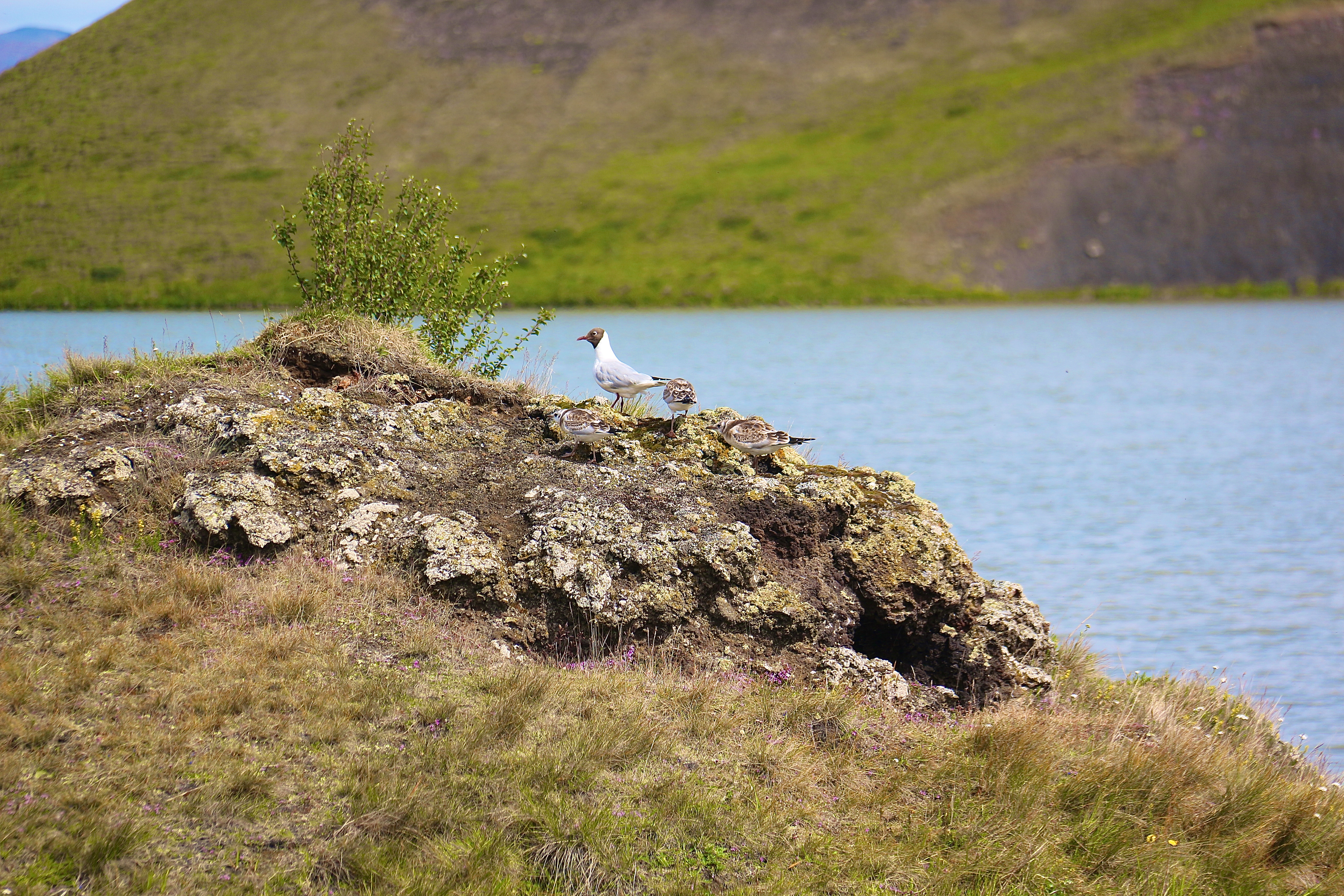 LAC MÝVATN