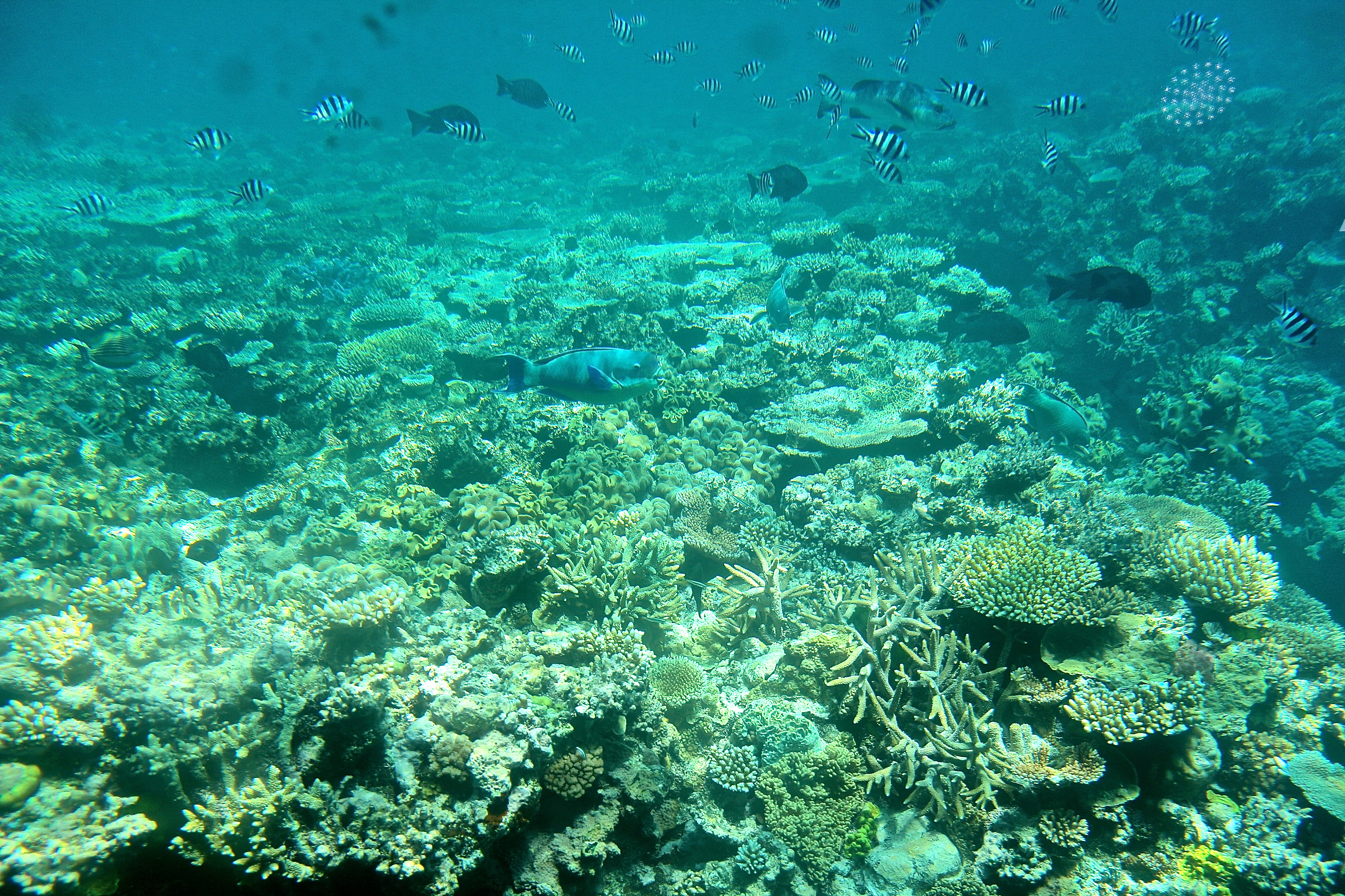 LA GRANDE BARRIÈRE DE CORAIL