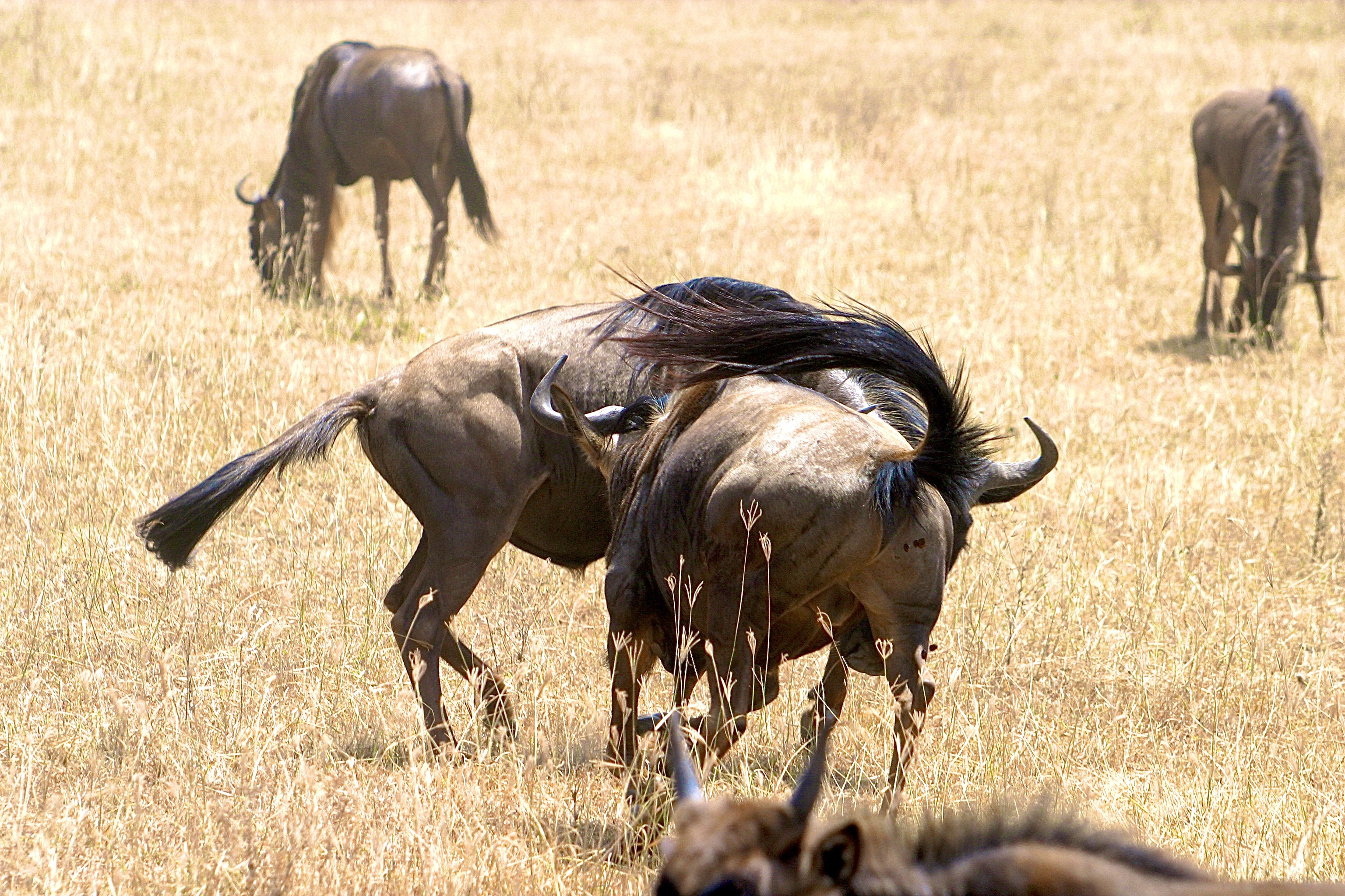 NGORONGORO