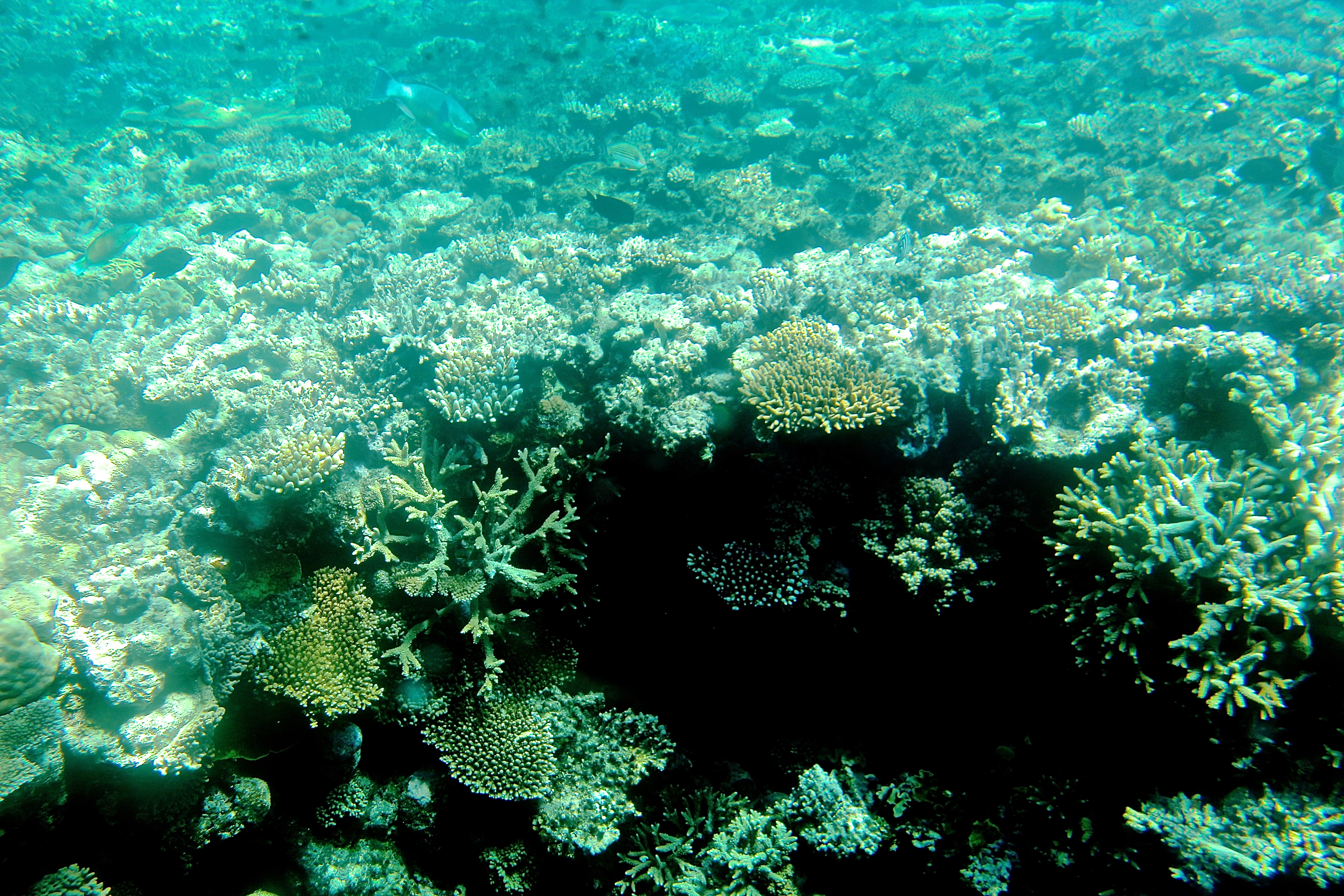 LA GRANDE BARRIÈRE DE CORAIL