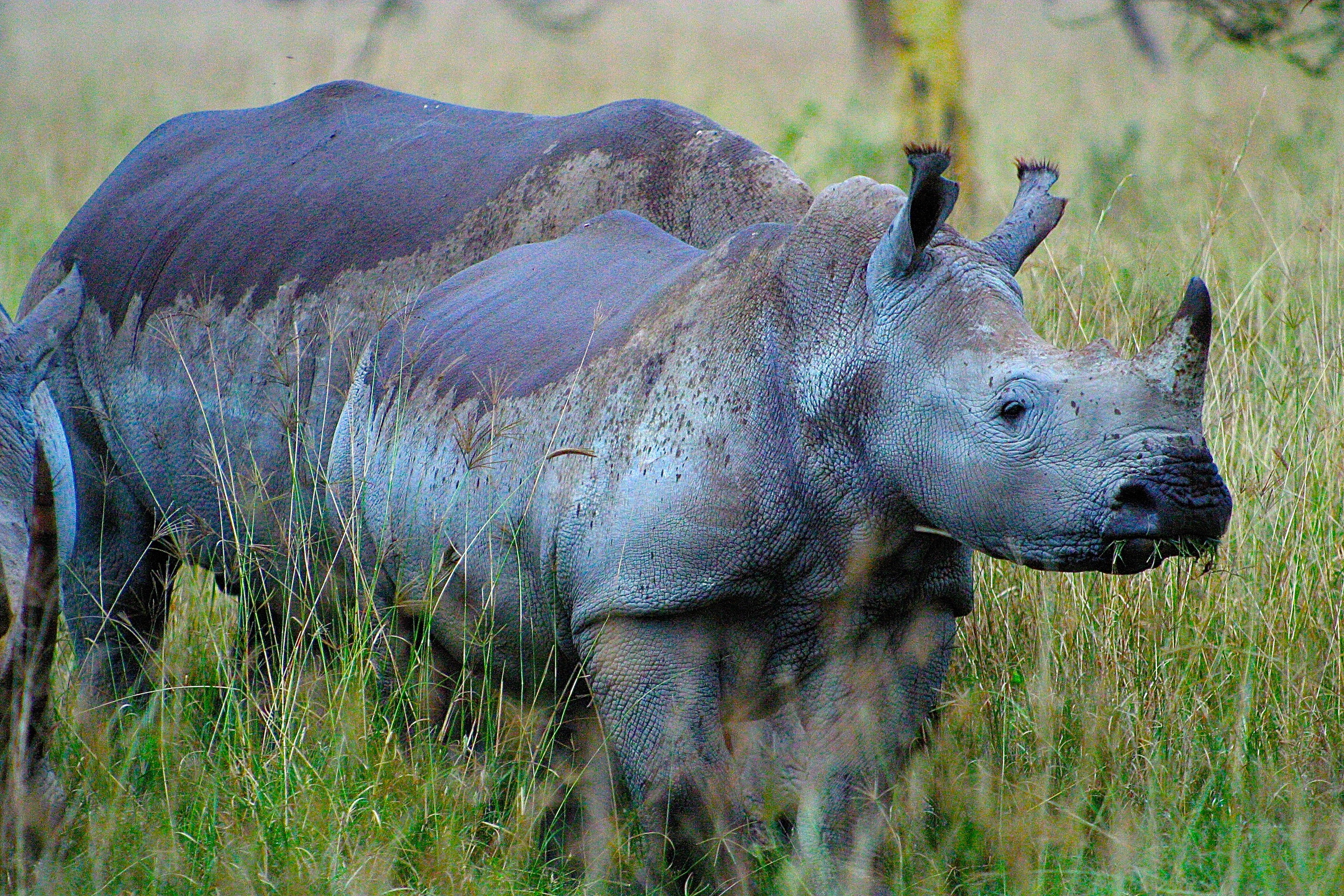 PARC NATIONAL DU LAC NAKURU