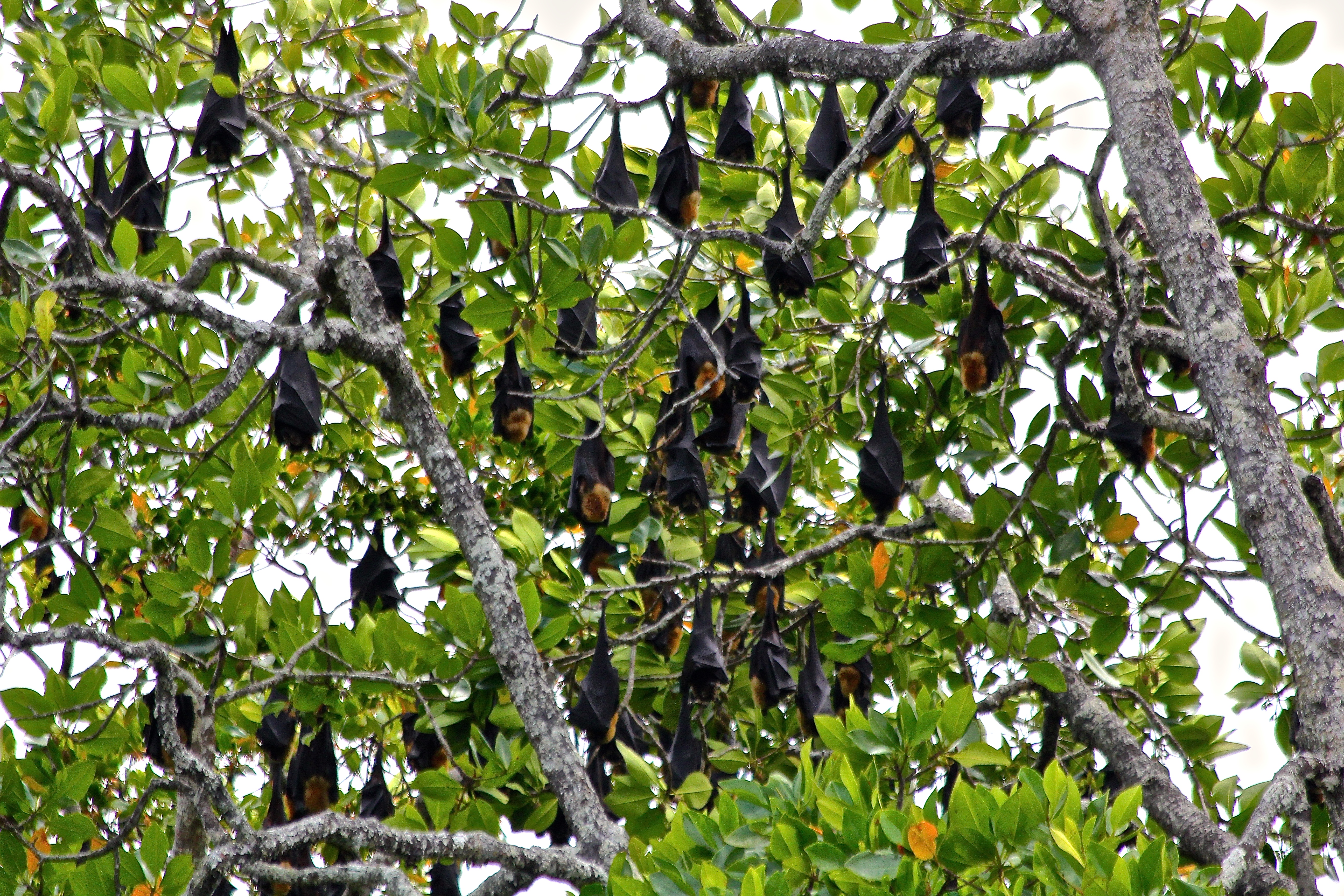 DAINTREE RAINFOREST
