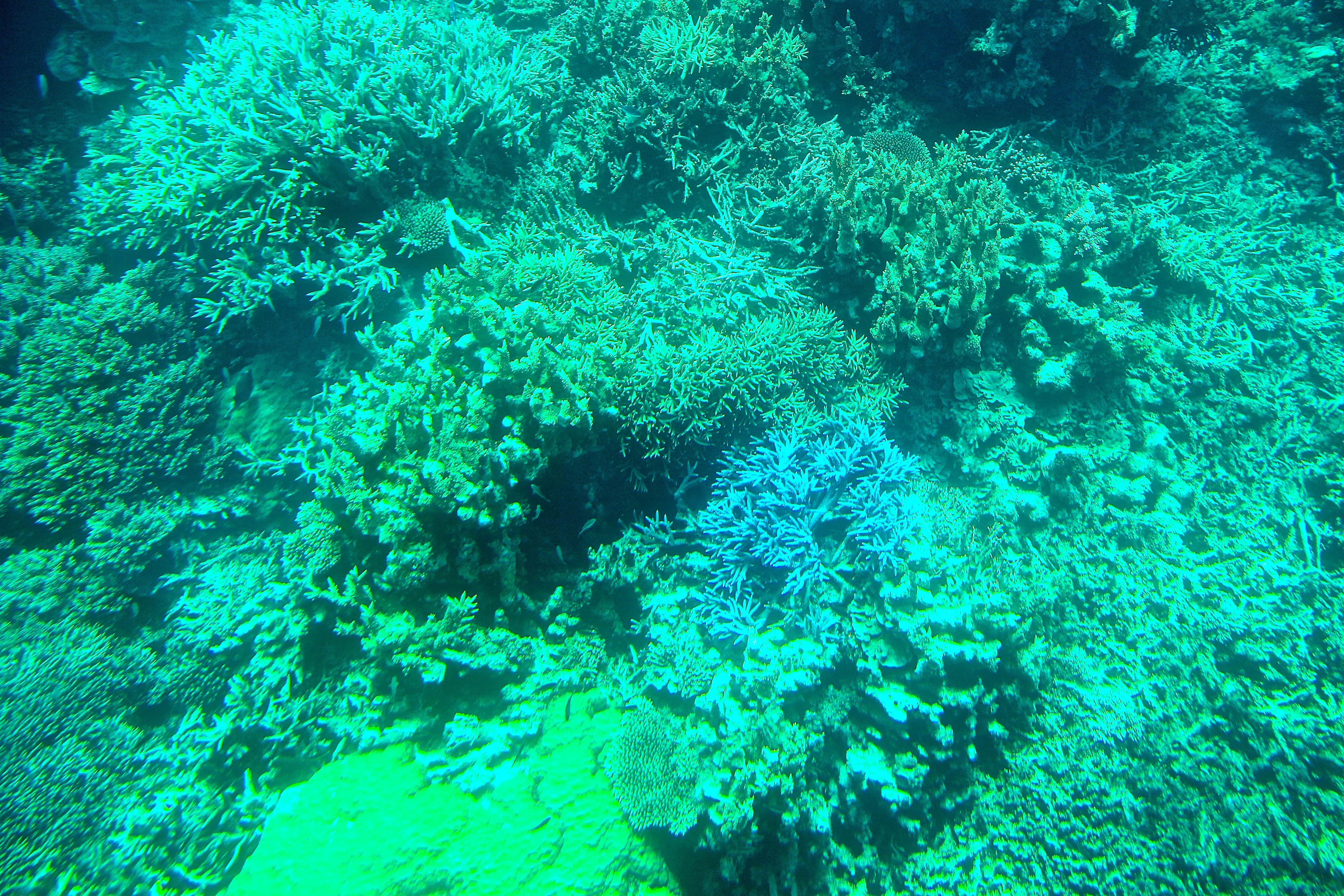 LA GRANDE BARRIÈRE DE CORAIL