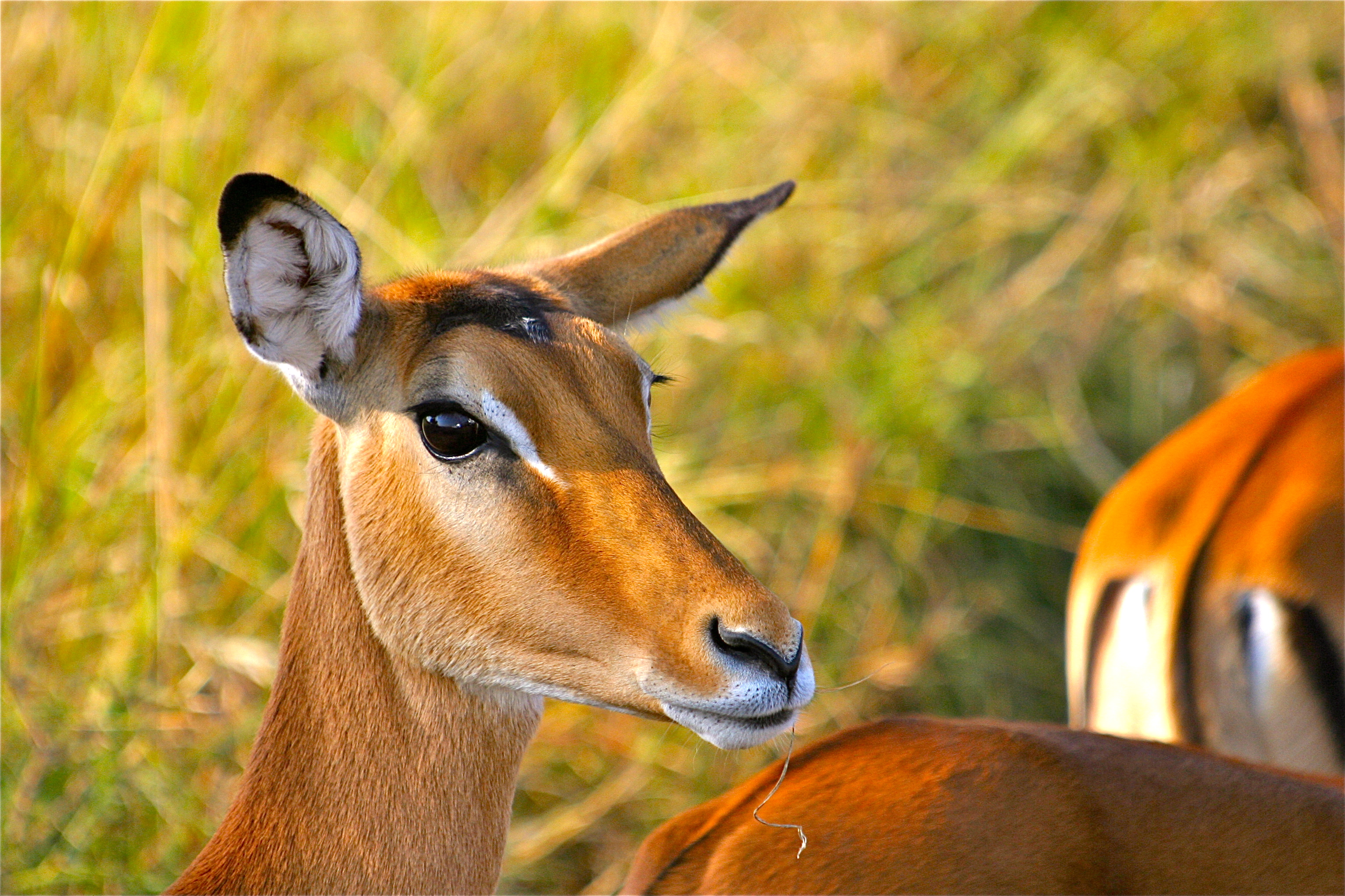 IMPALA
