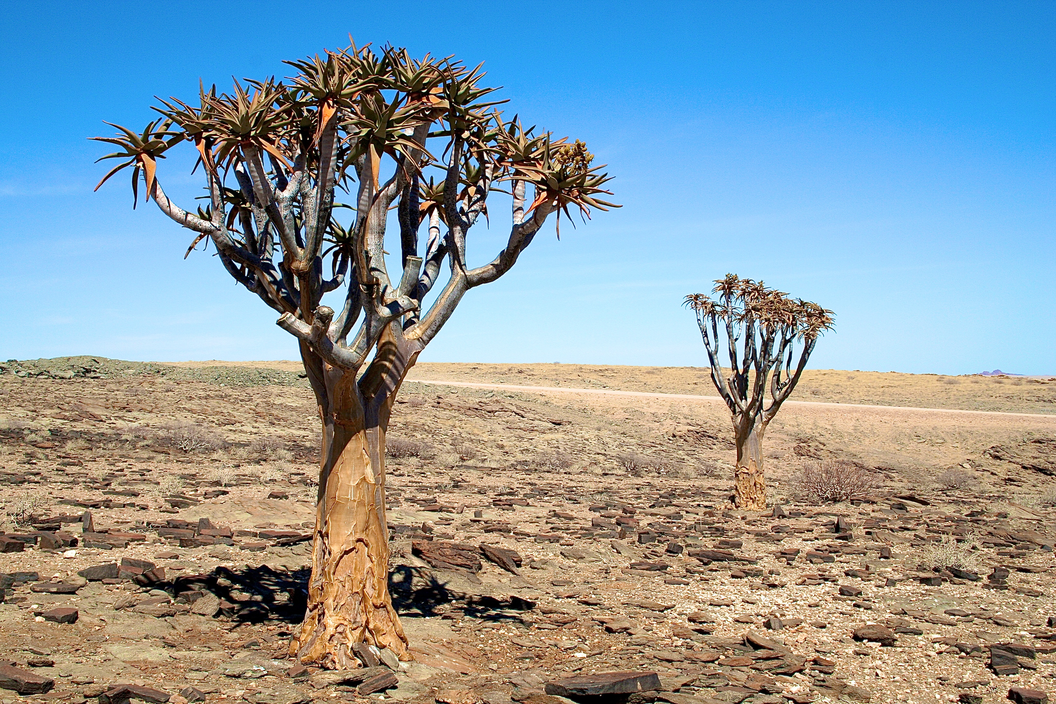 NAMIB-NAUKLUFT