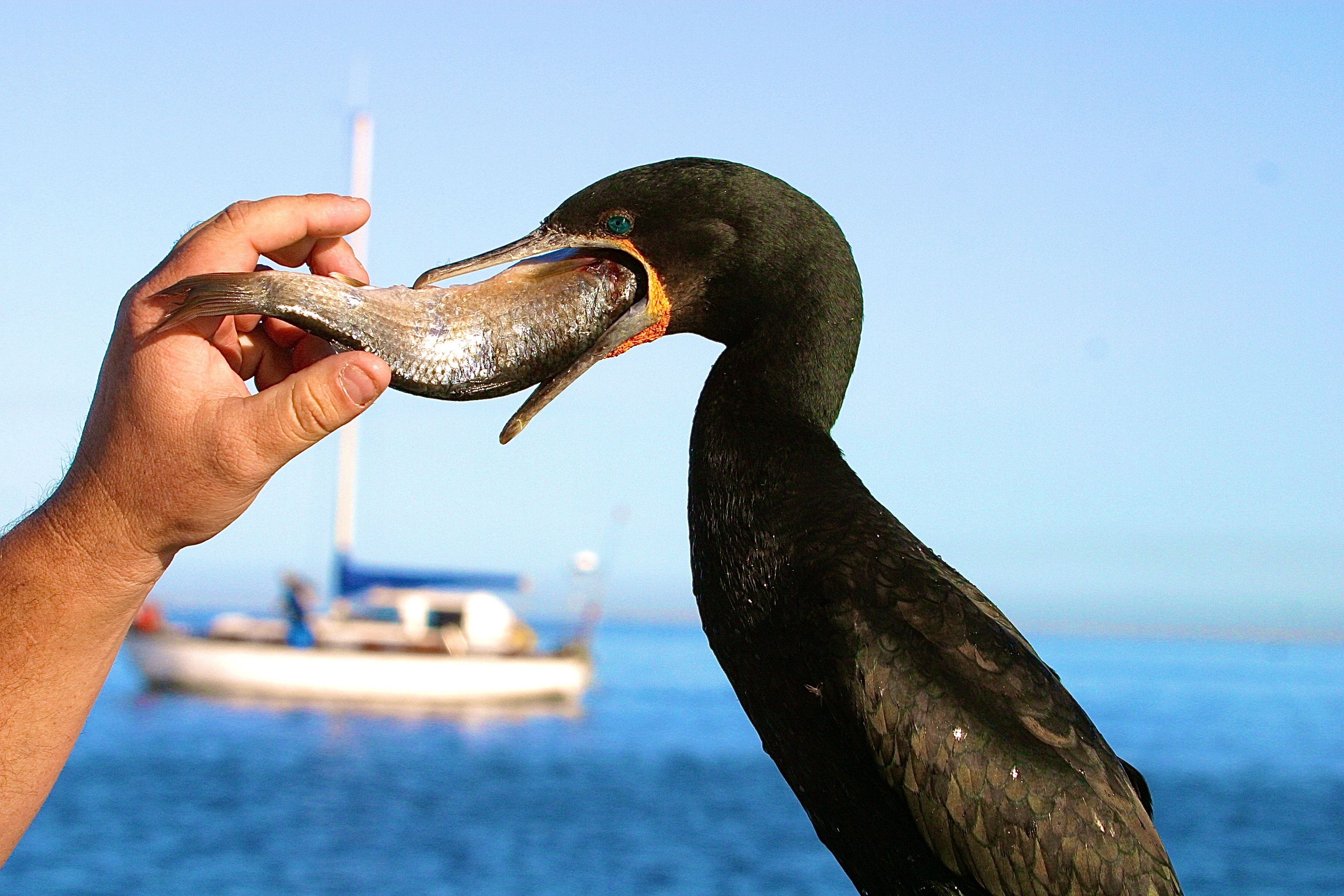 CORMORAN DU CAP