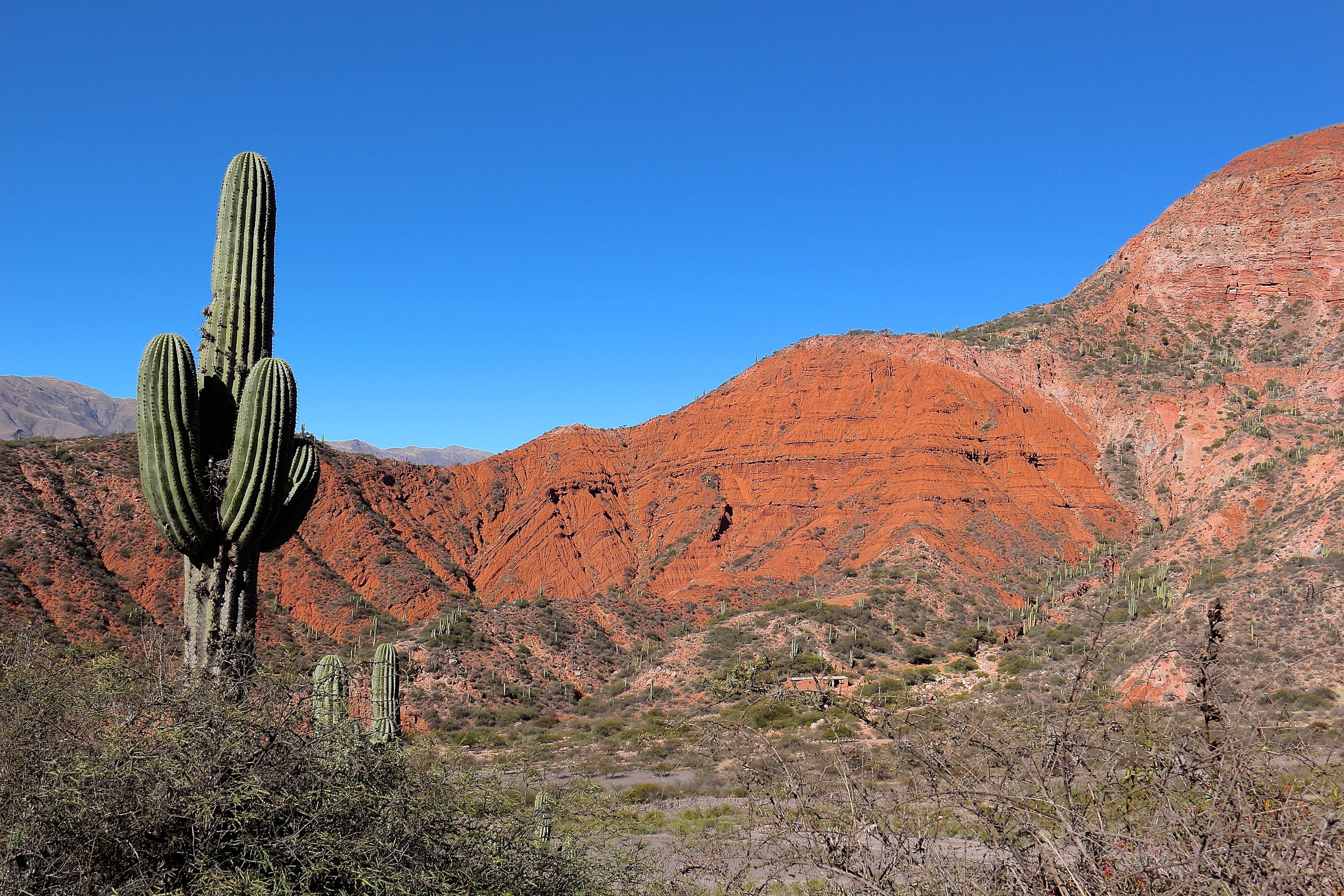 PARC DE LOS CARDONES
