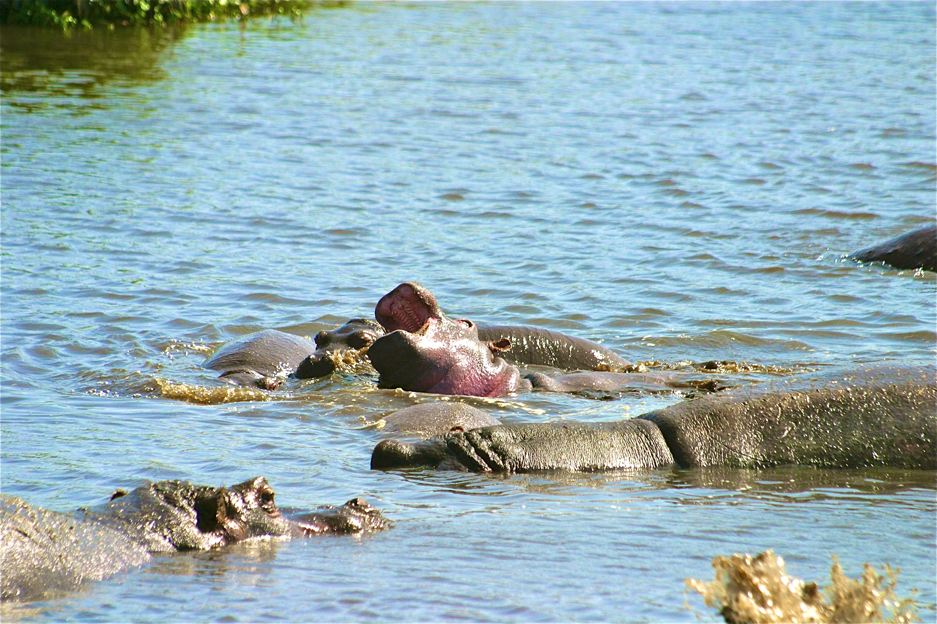 NGORONGORO
