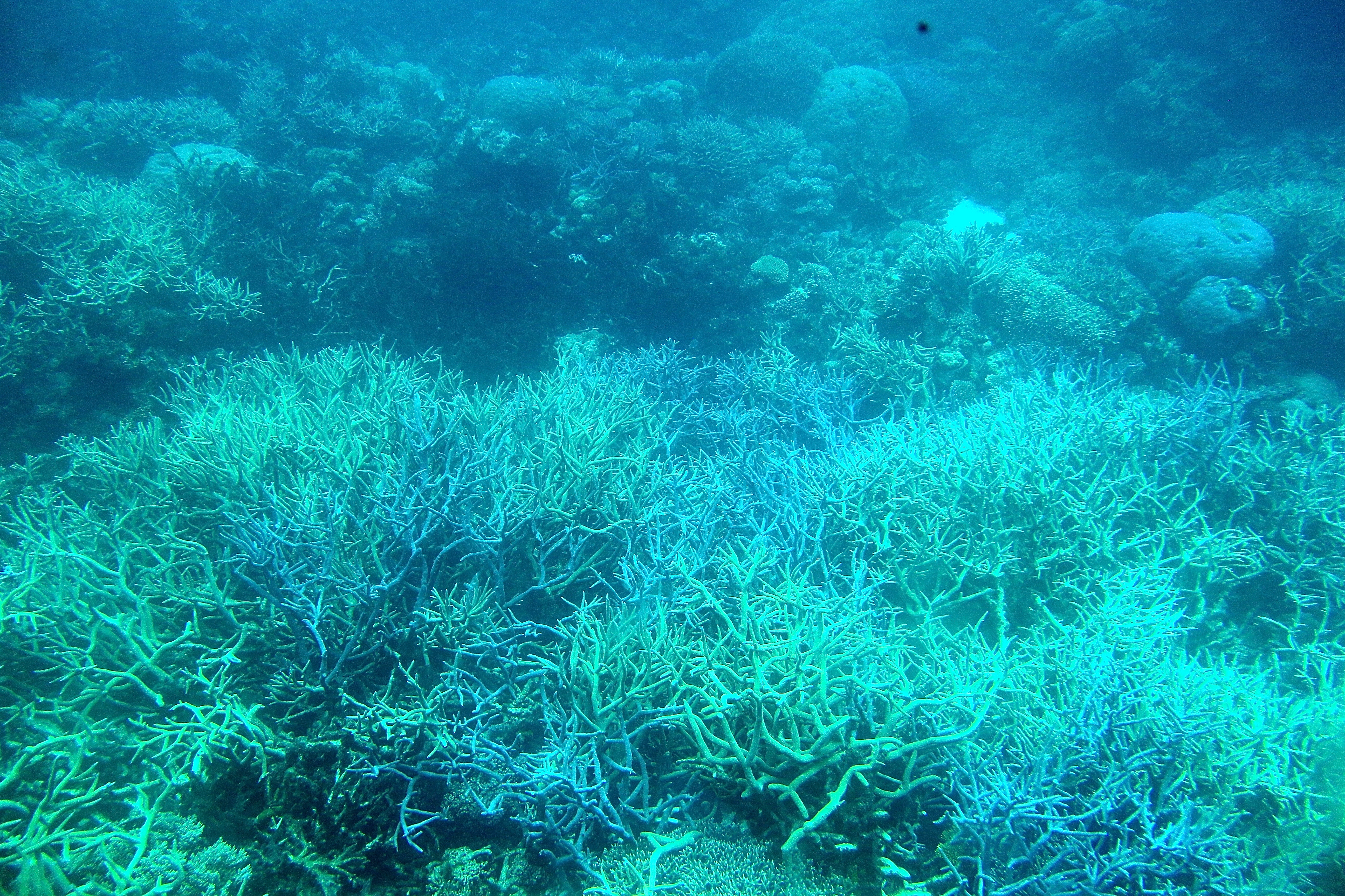 LA GRANDE BARRIÈRE DE CORAIL