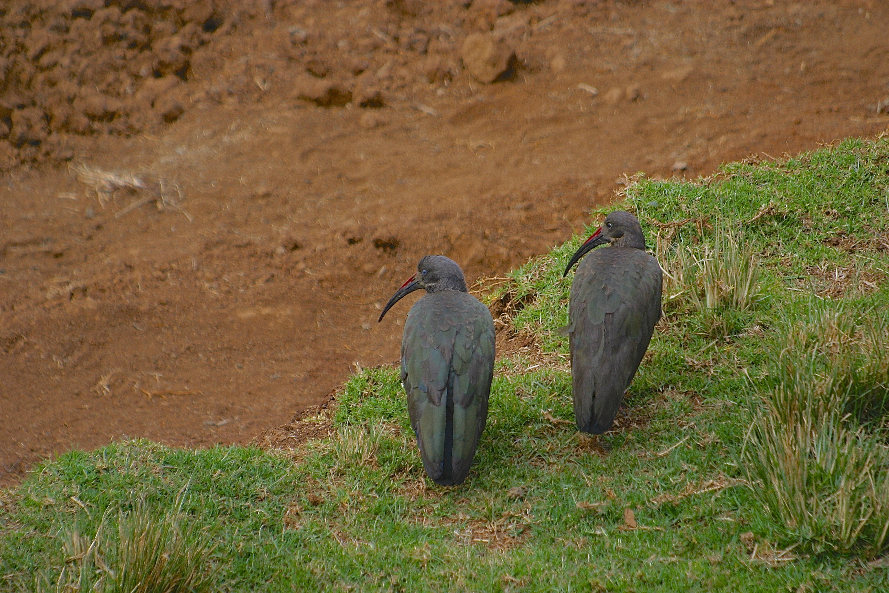 IBIS HAGEDASH