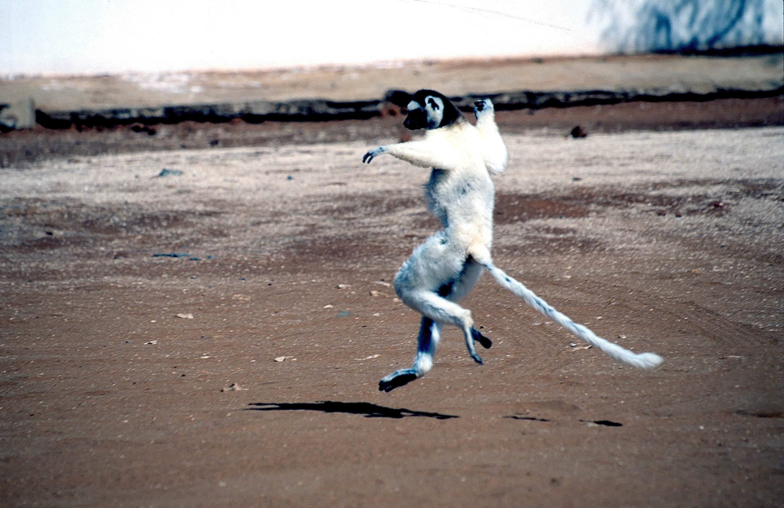 SIFAKA