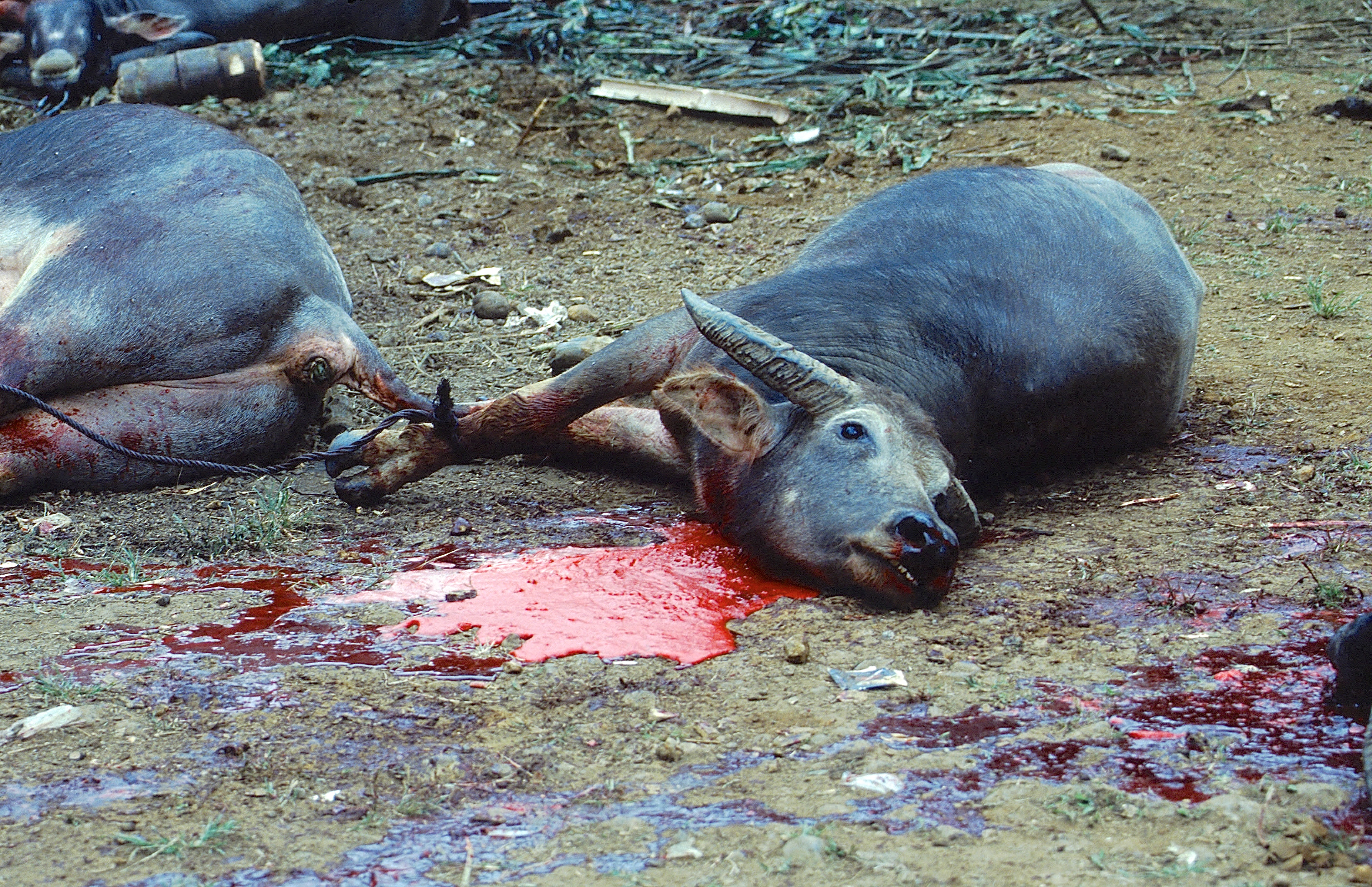 TANA TORAJA