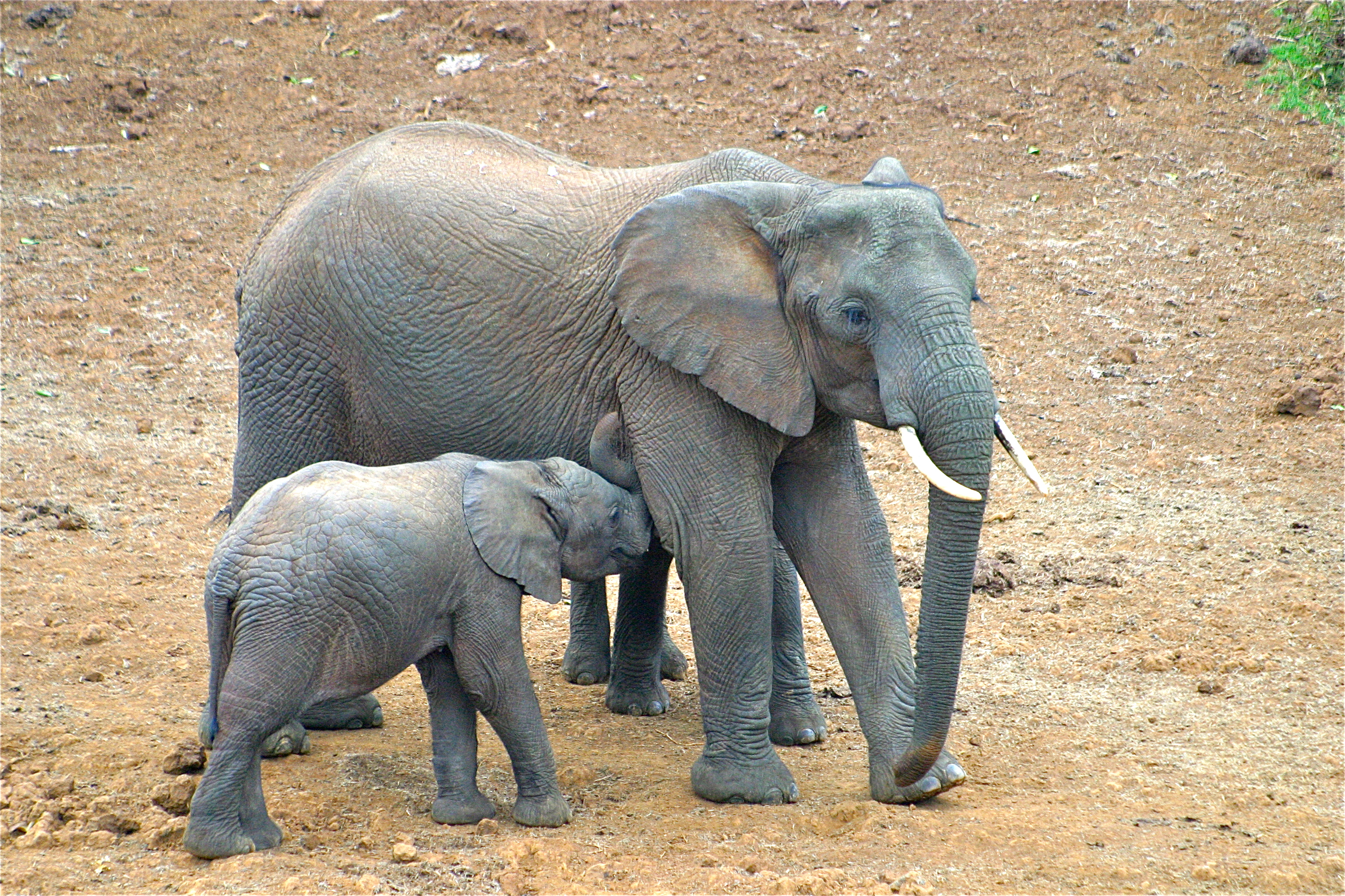 PARC NATIONAL DU MONT KENYA