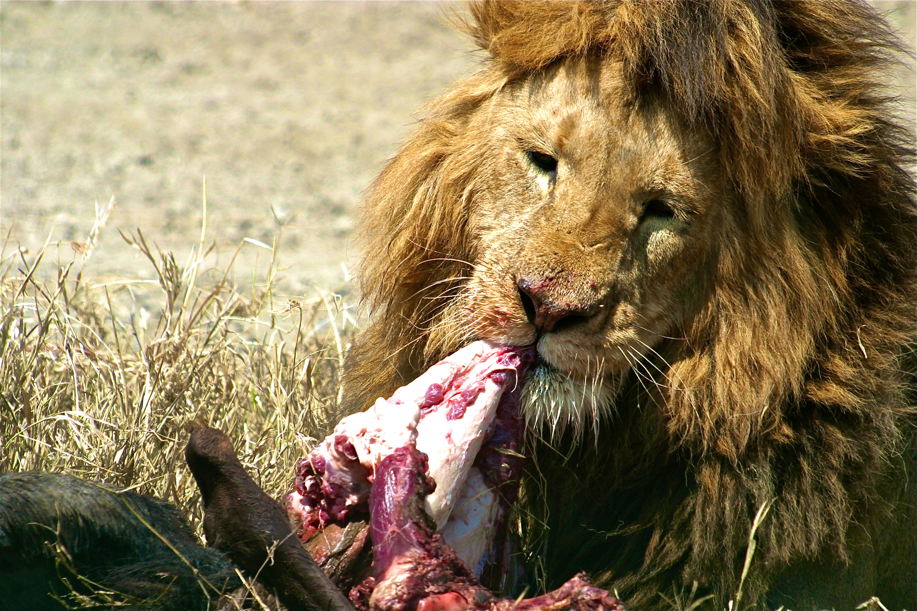 NGORONGORO