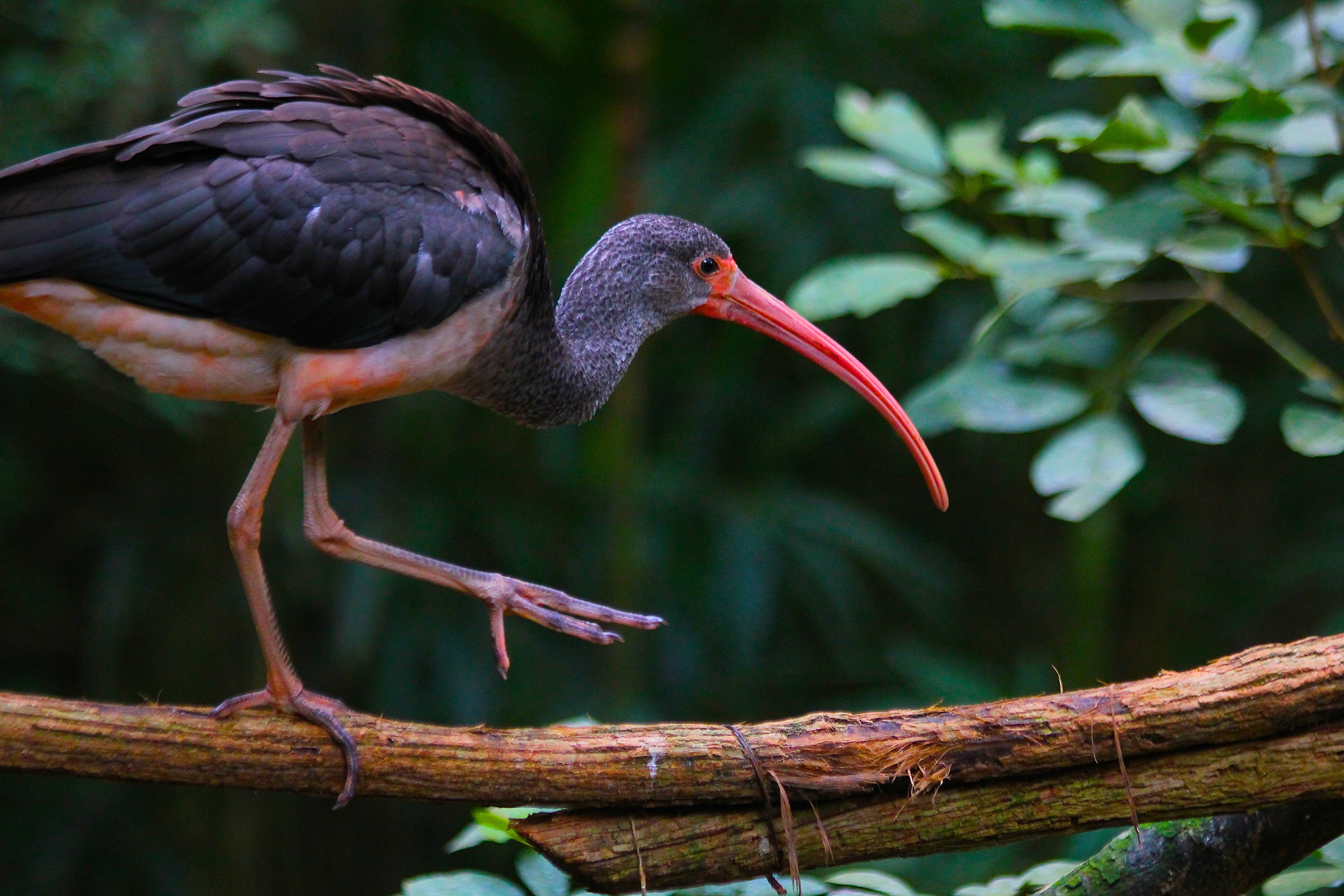 IBIS