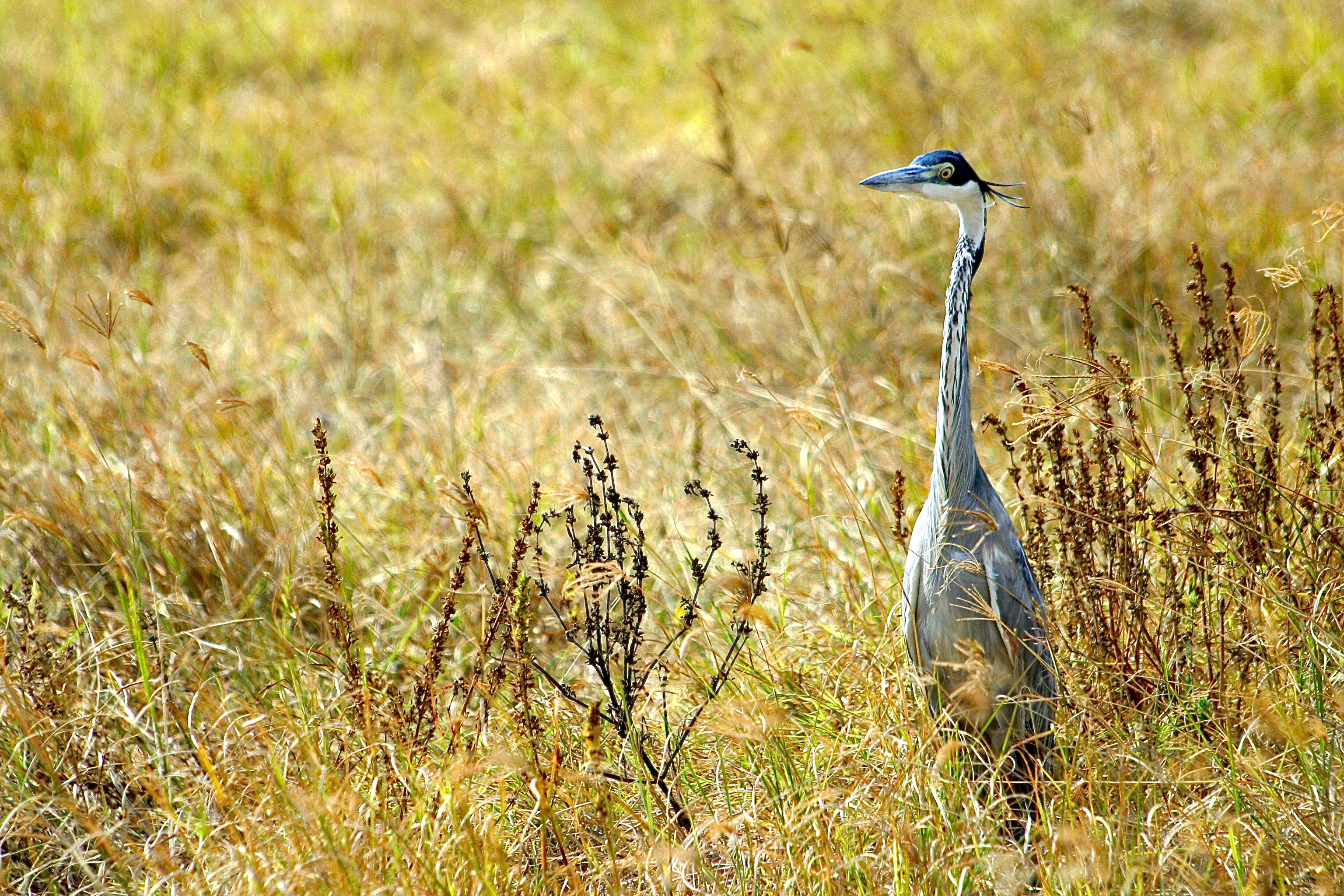 NGORONGORO