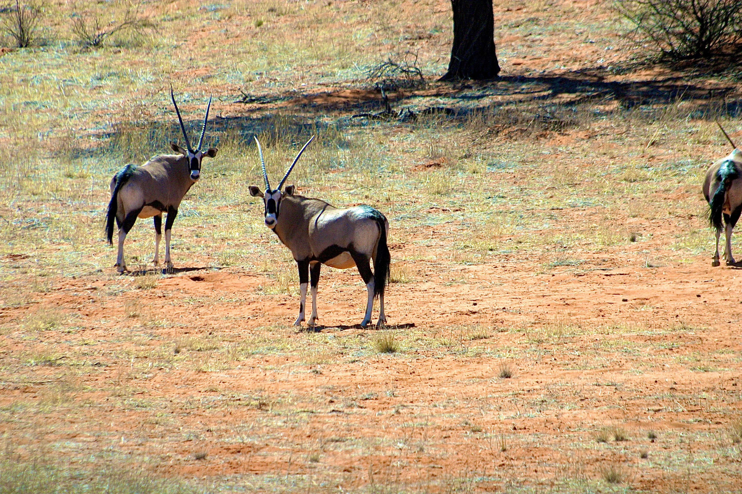 KALAHARI