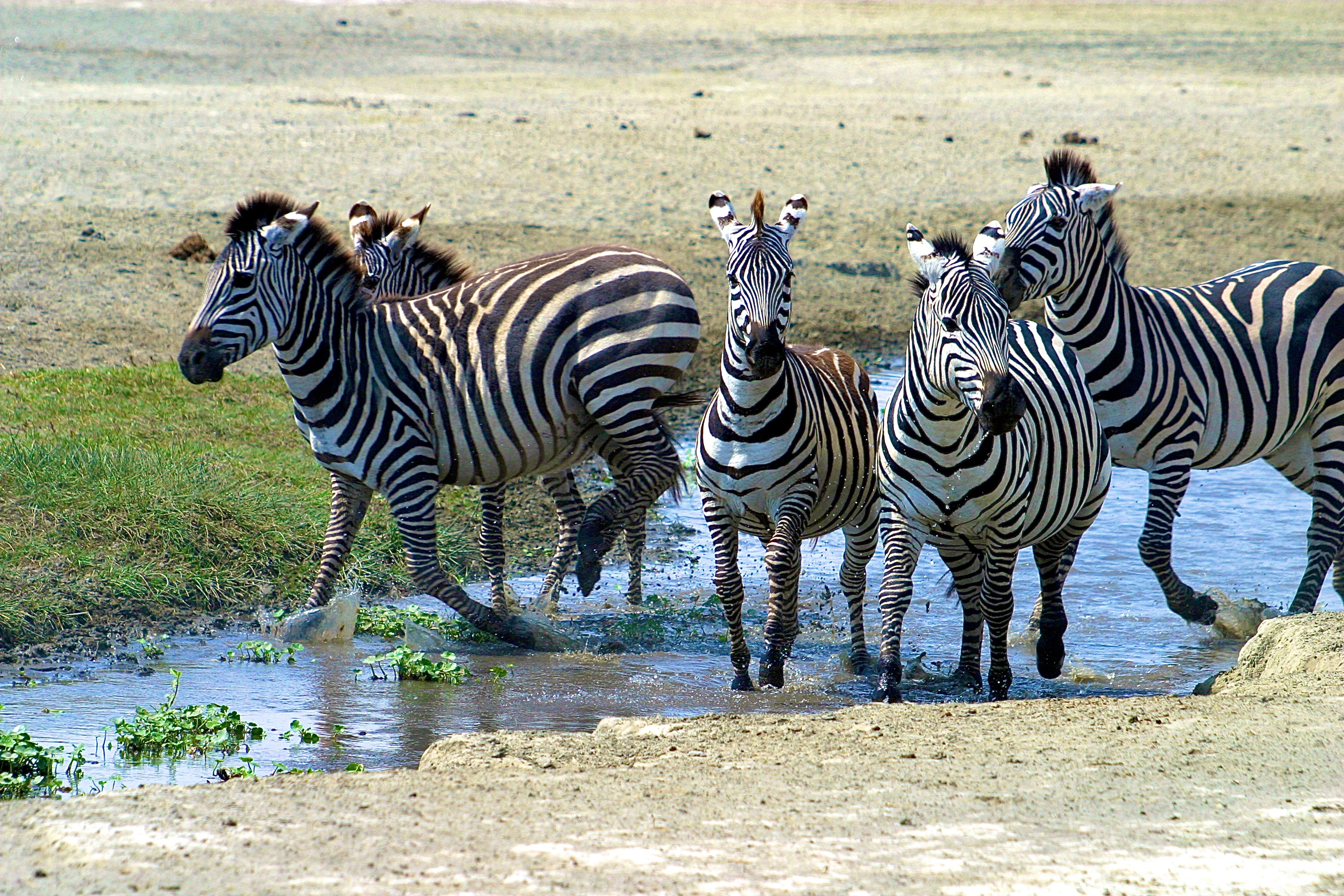 NGORONGORO