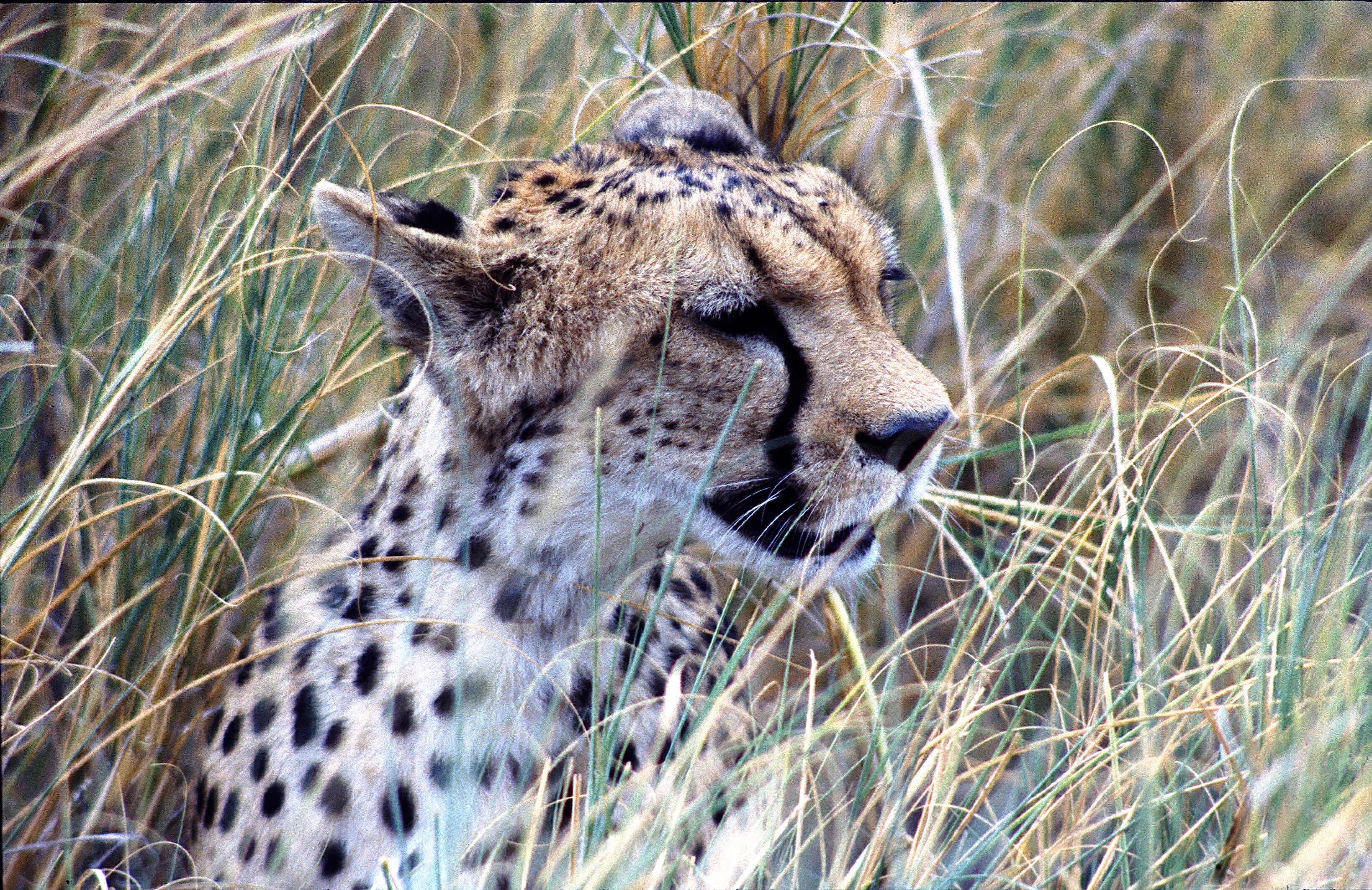 PARC NATIONAL D'AMBOSELI