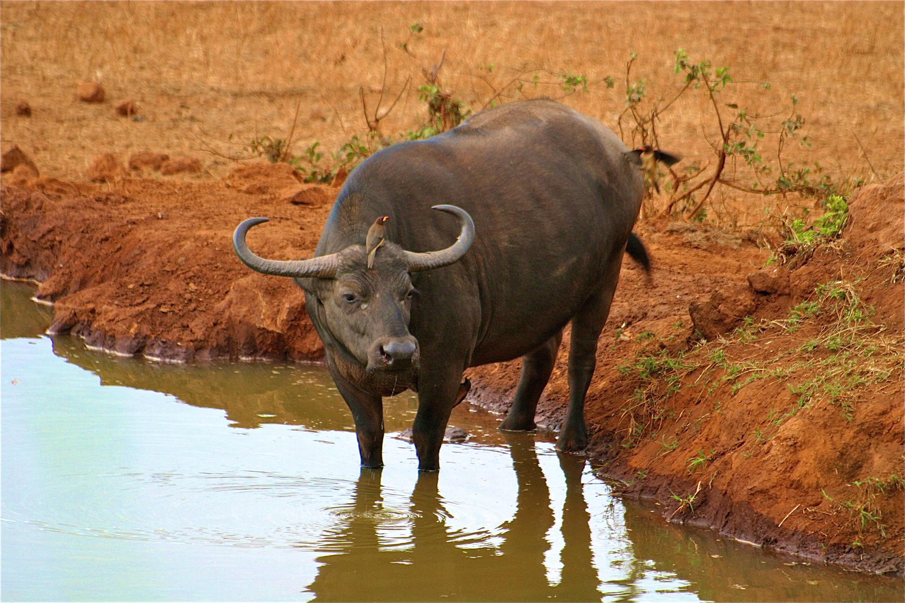 TSAVO-ESTPARC NATIONAL DE TSAVO-WEST