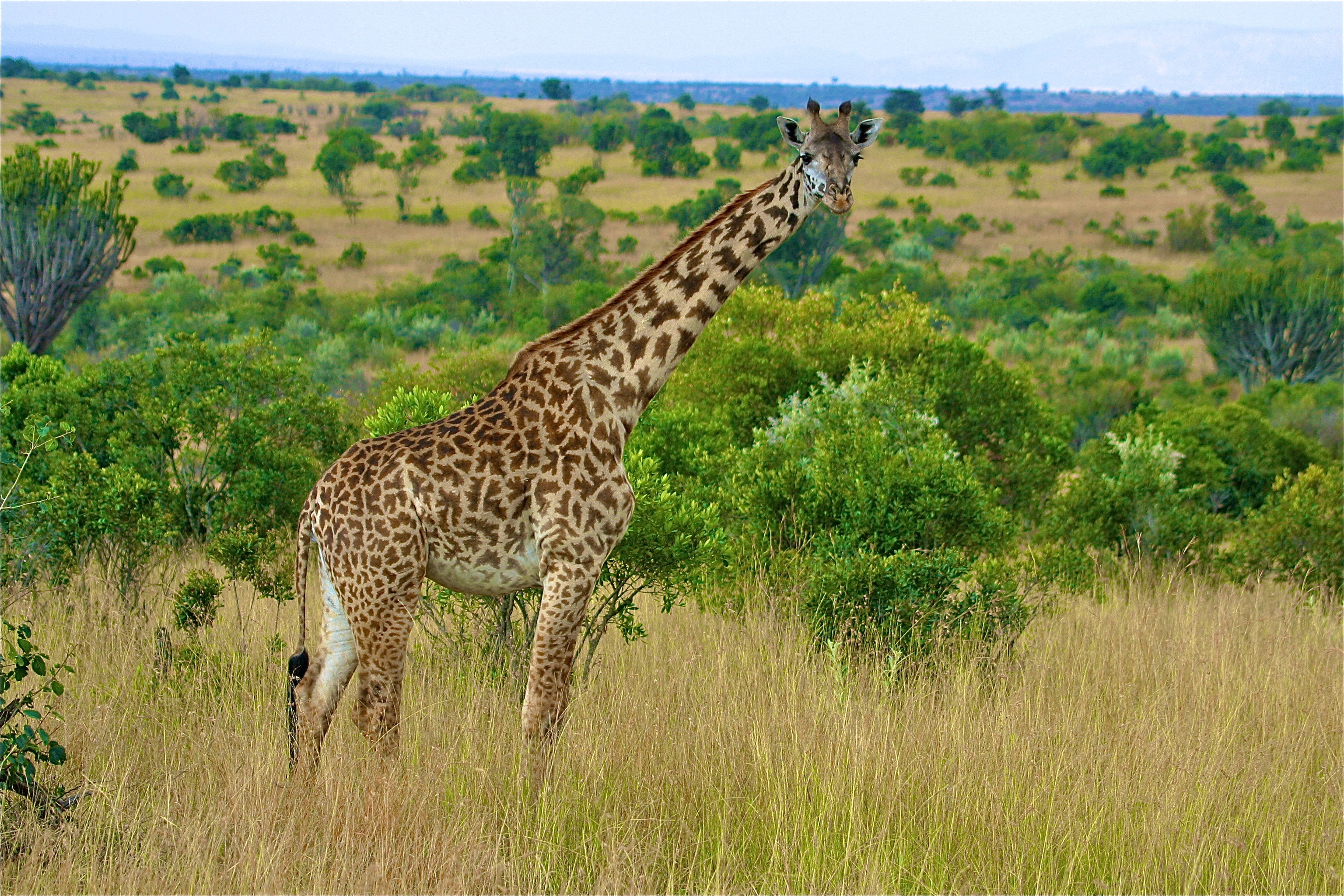 GIRAFE MASAÏ