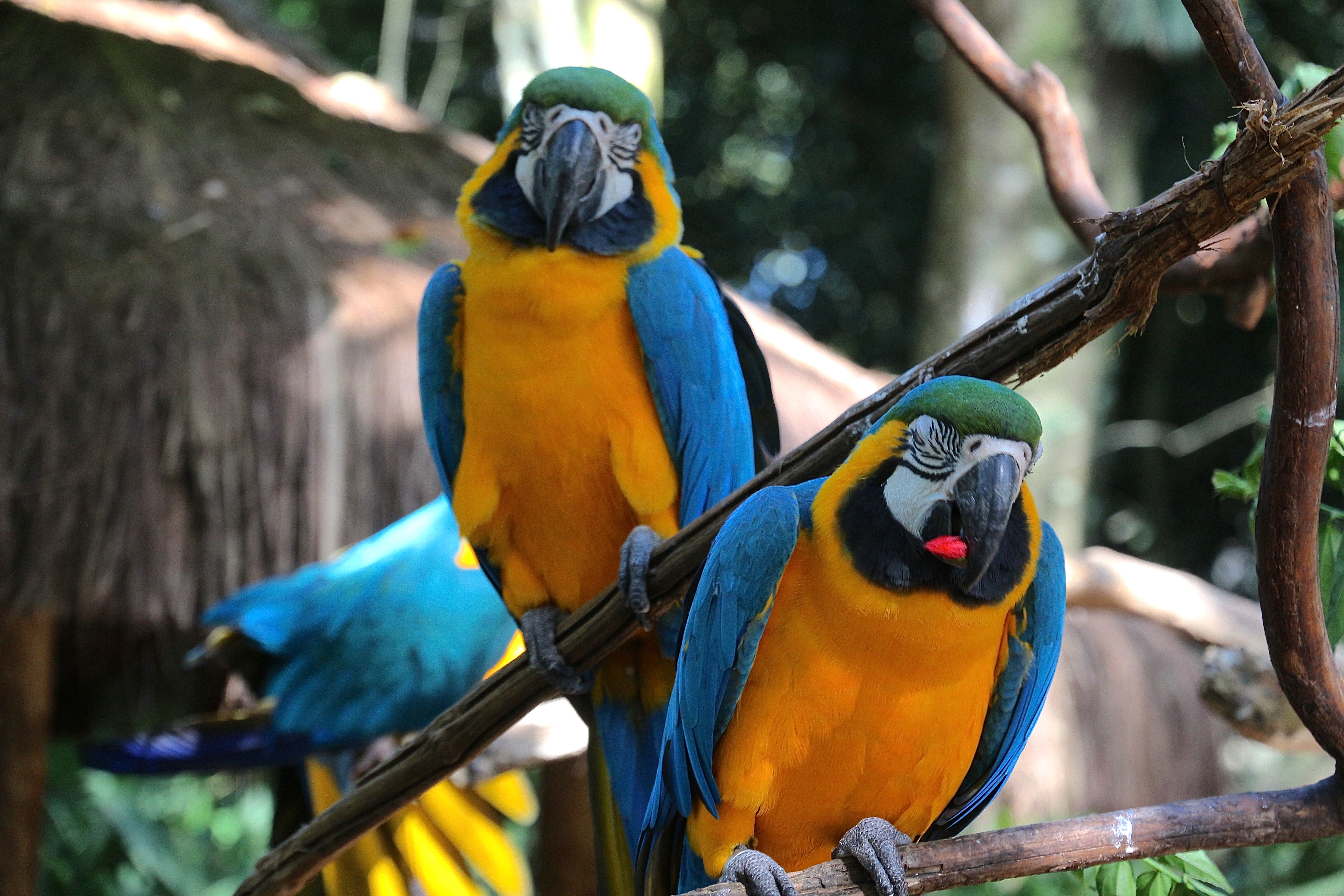 FOZ DE IGUAÇU (Brésil)