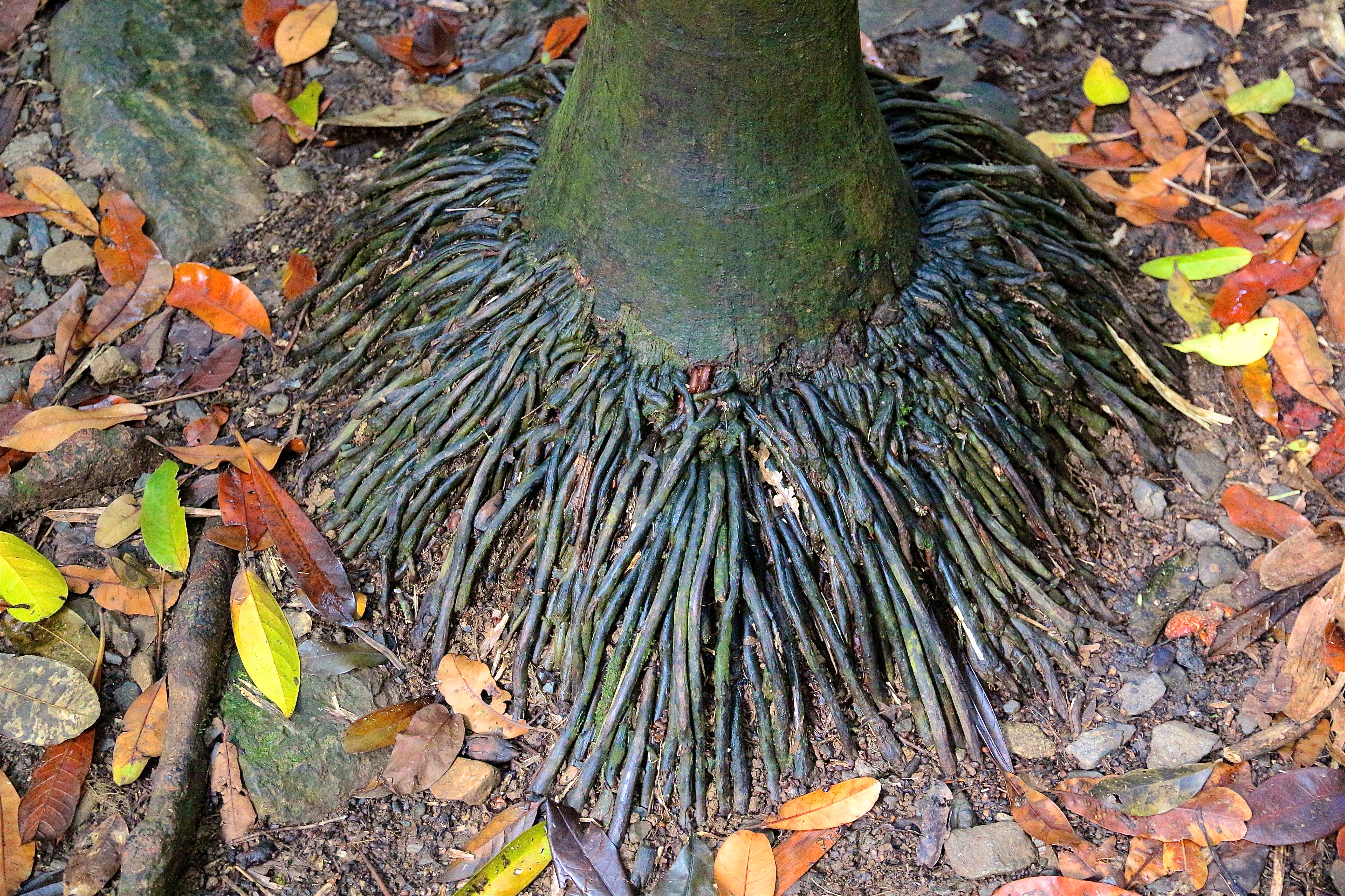 DAINTREE RAINFOREST
