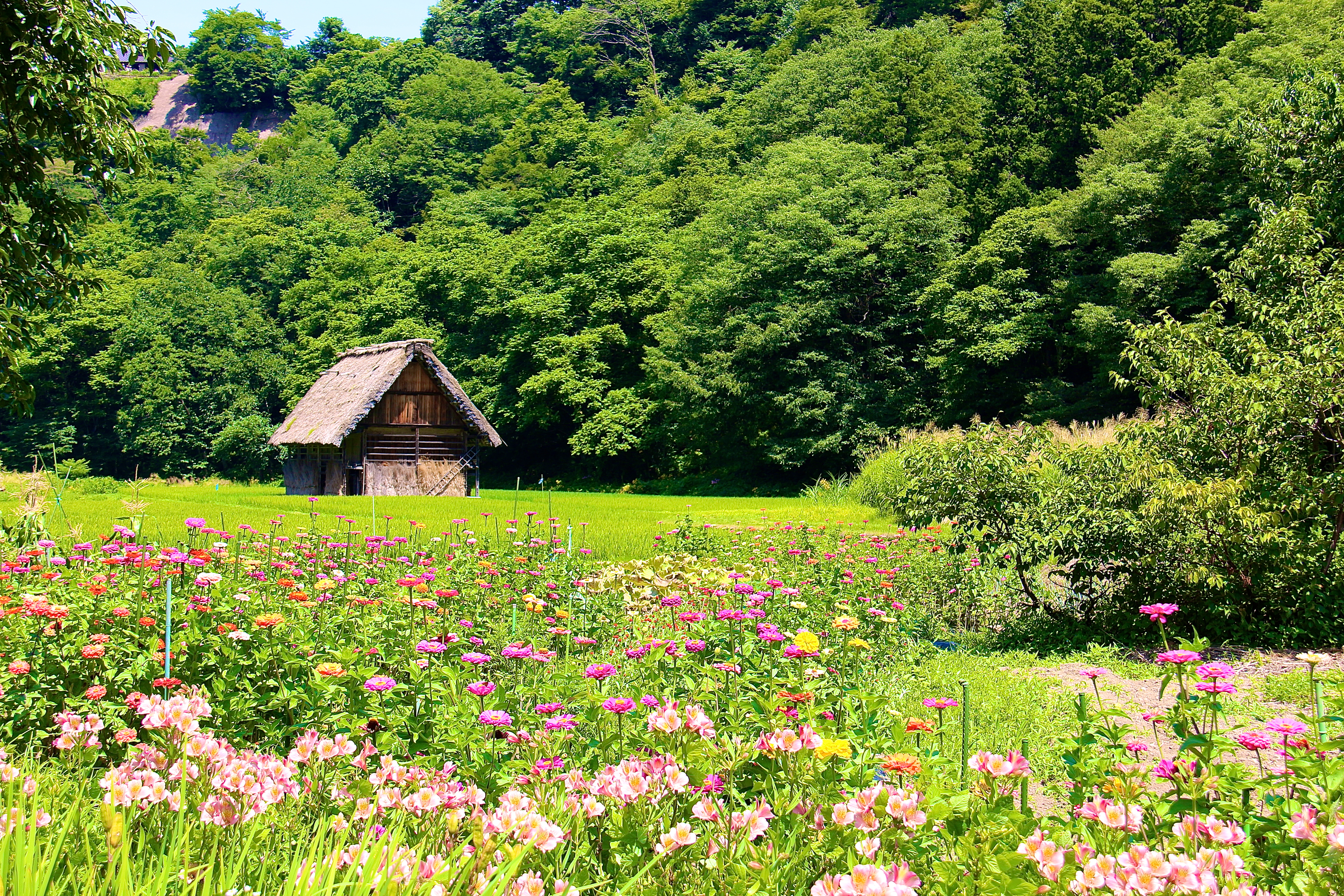 SHIRAKAWA-GŌ
