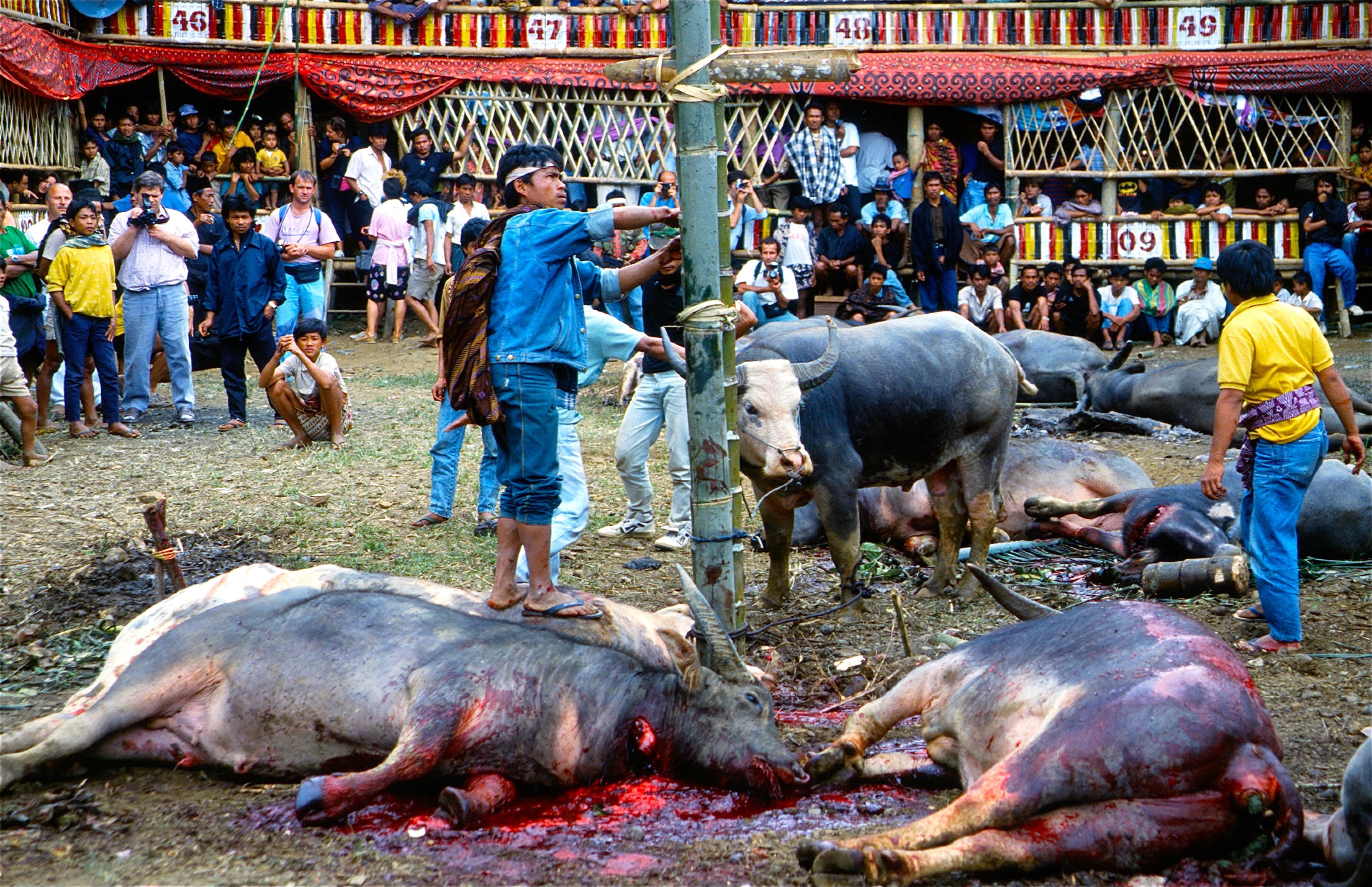 TANA TORAJA