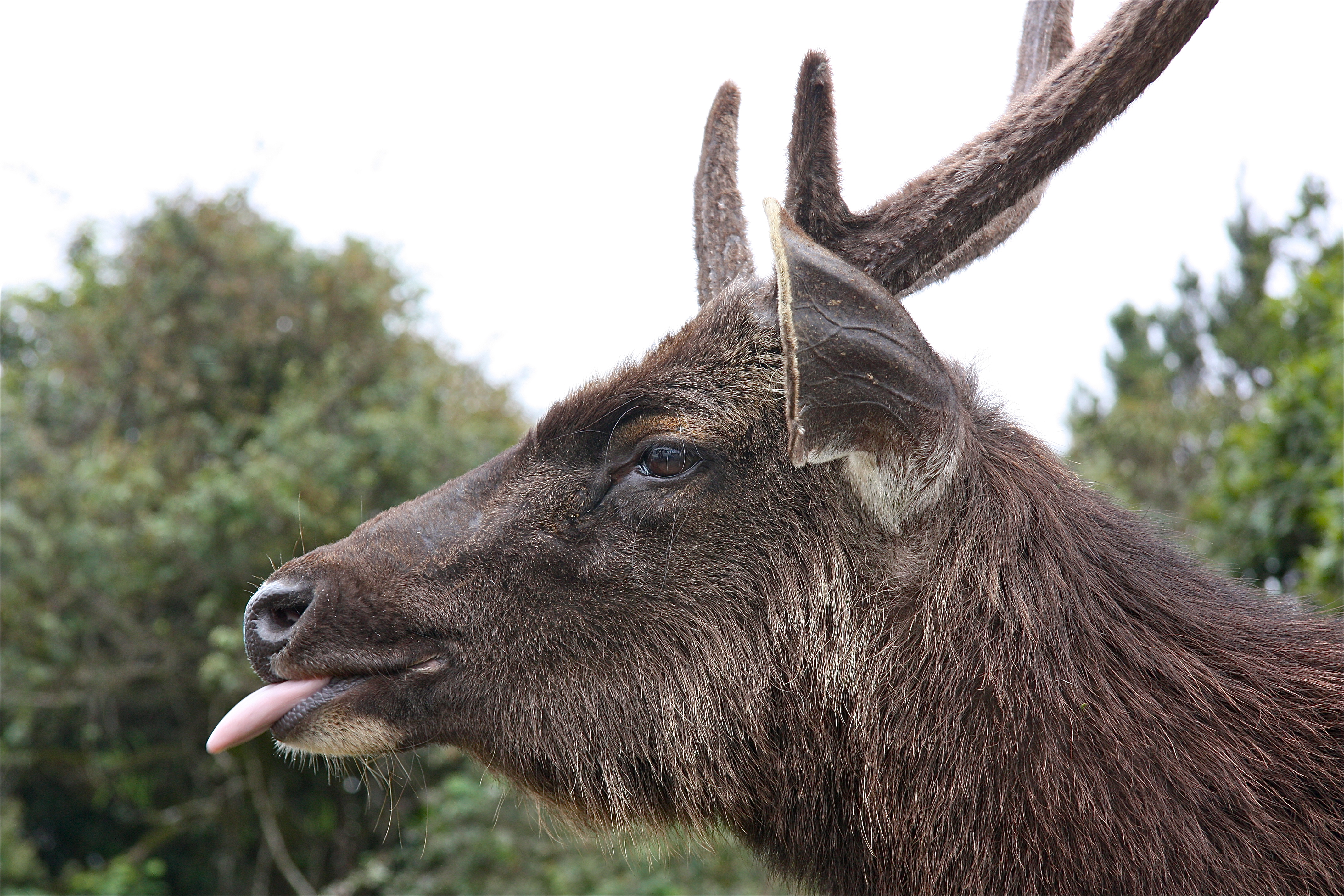 HORTON PLAINS