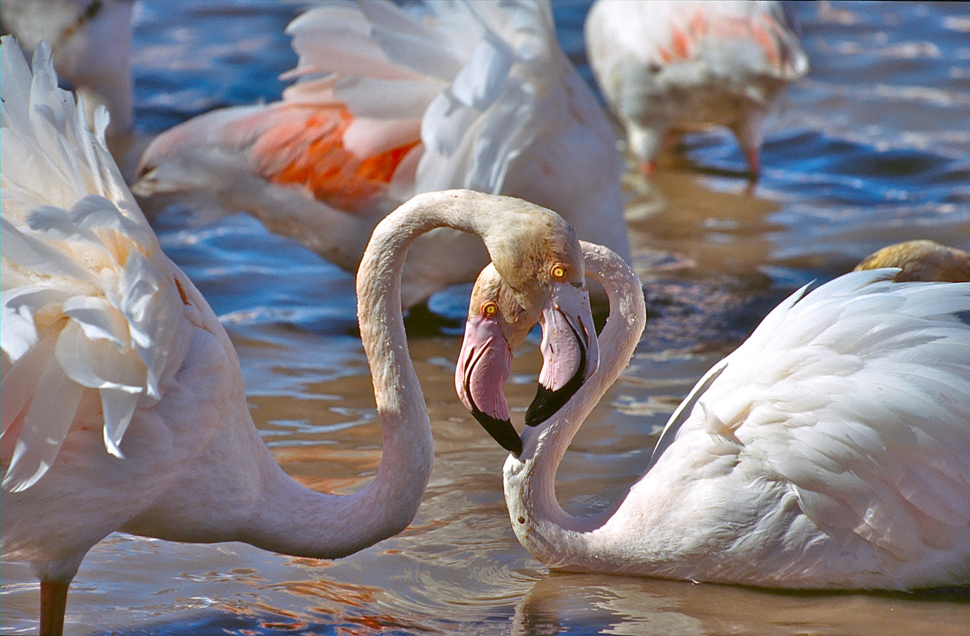 FLAMANTS ROSES