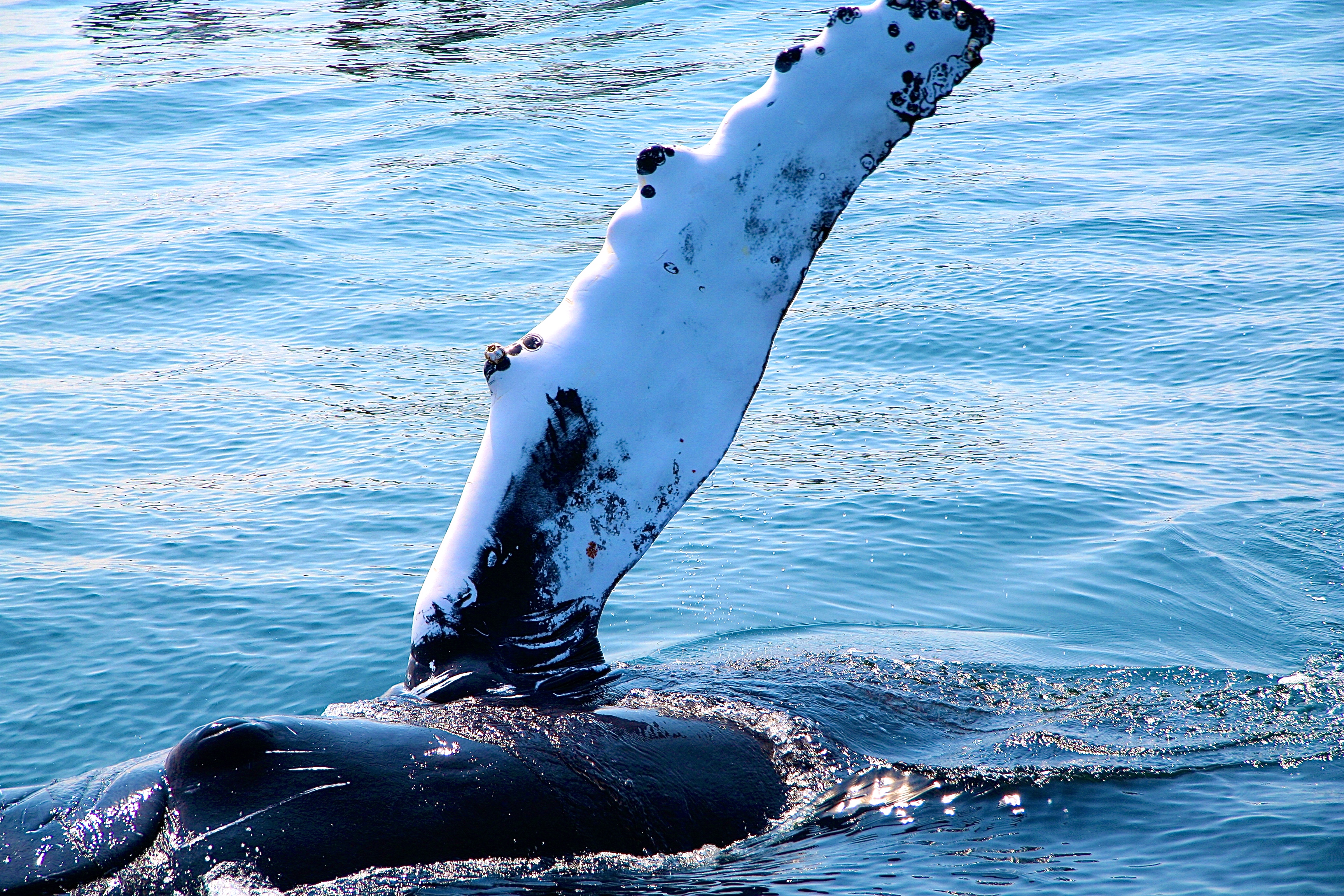 BALEINE À BOSSES