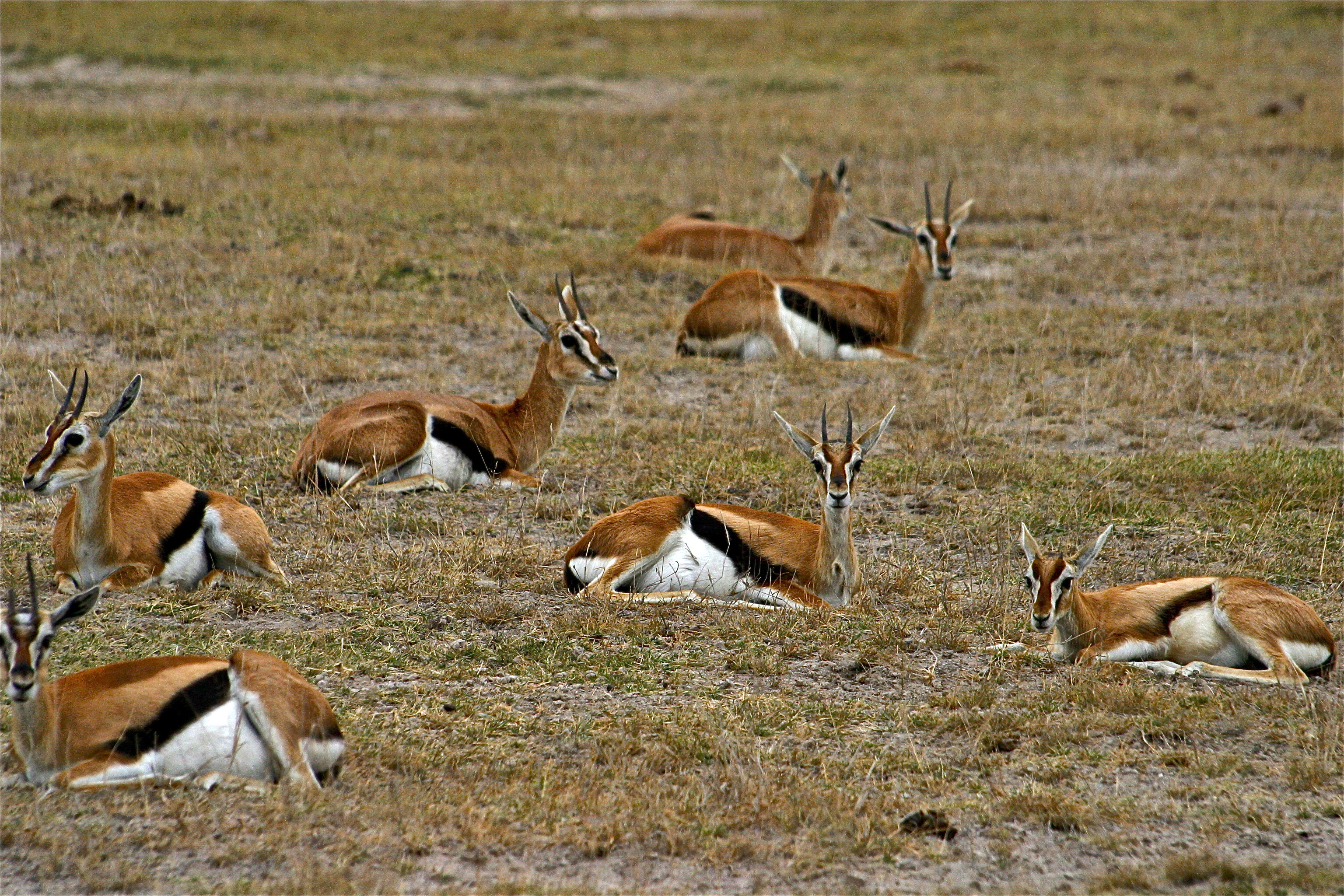 PARC NATIONAL D'AMBOSELI