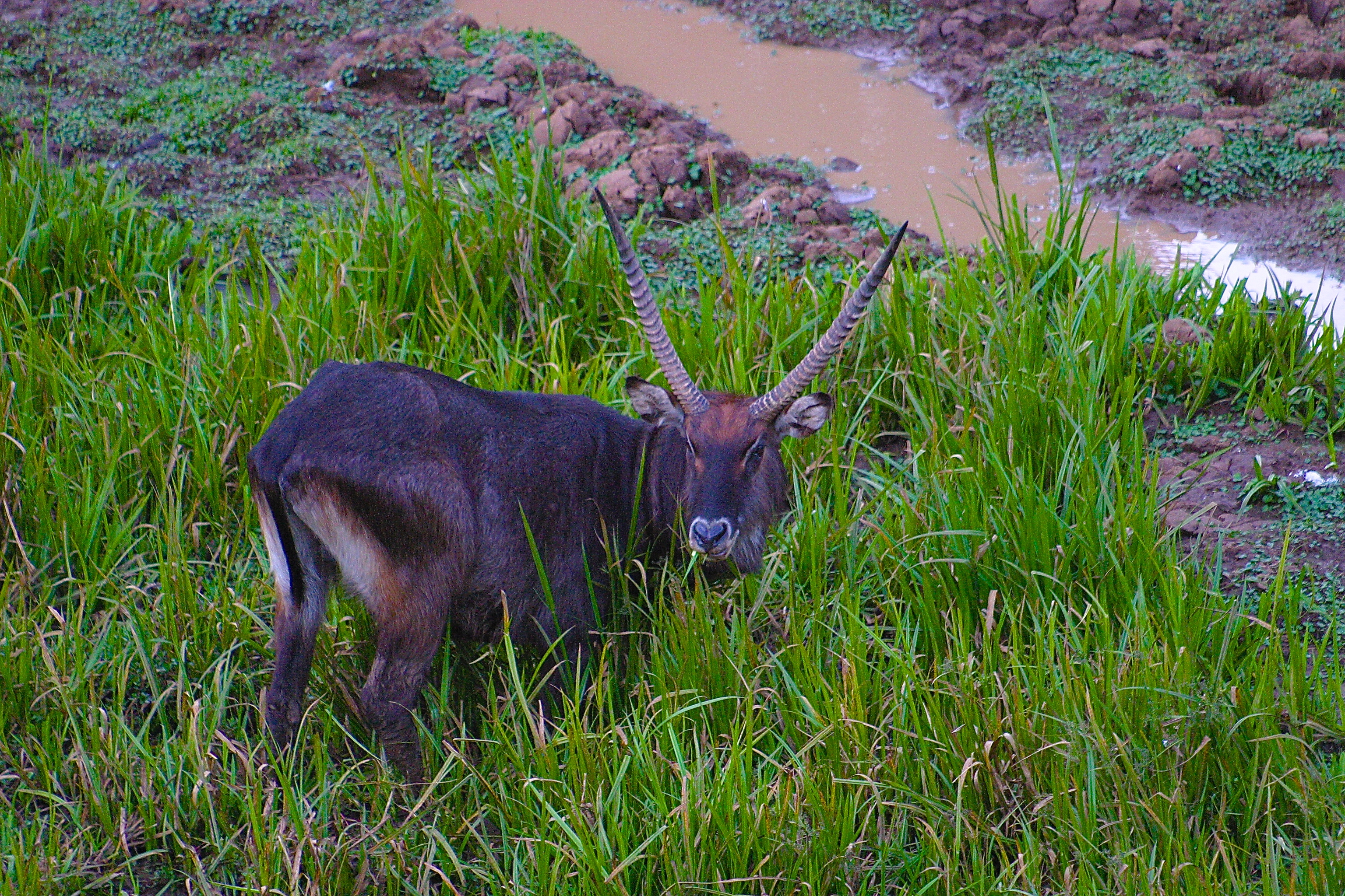PARC NATIONAL DU MONT KENYA