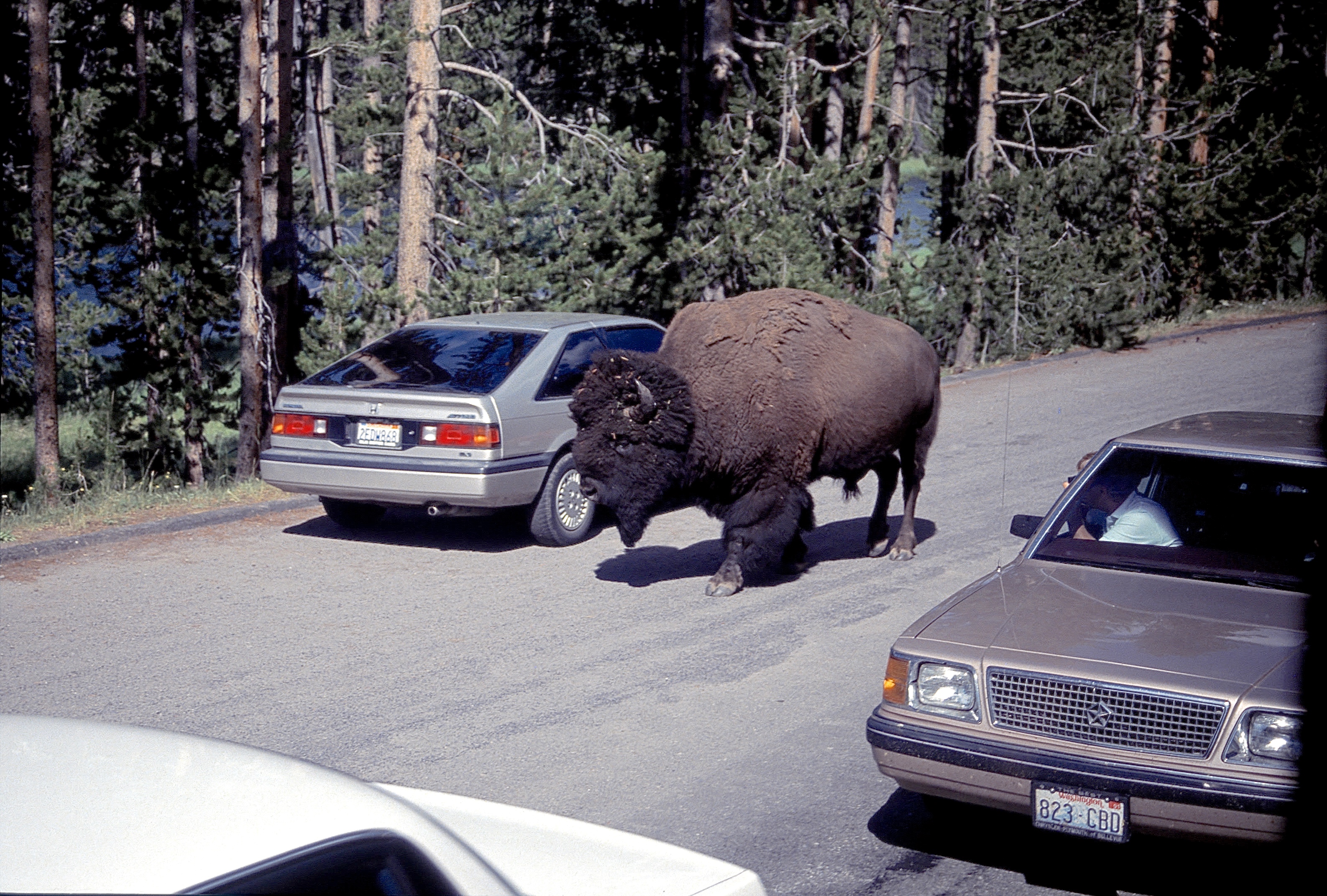 BISON D'AMÉRIQUE DU NORD
