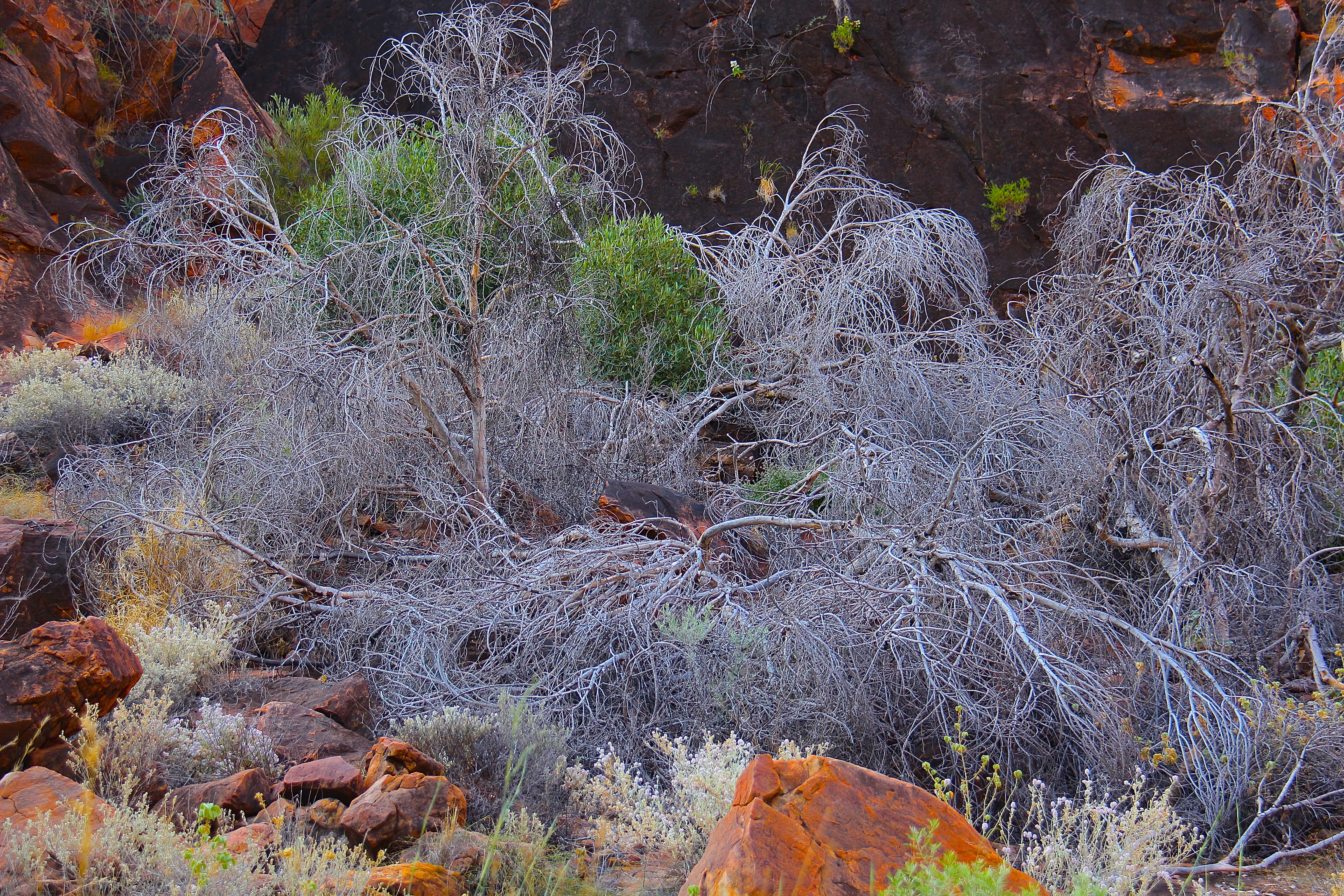 WATARRKA NATIONAL PARK