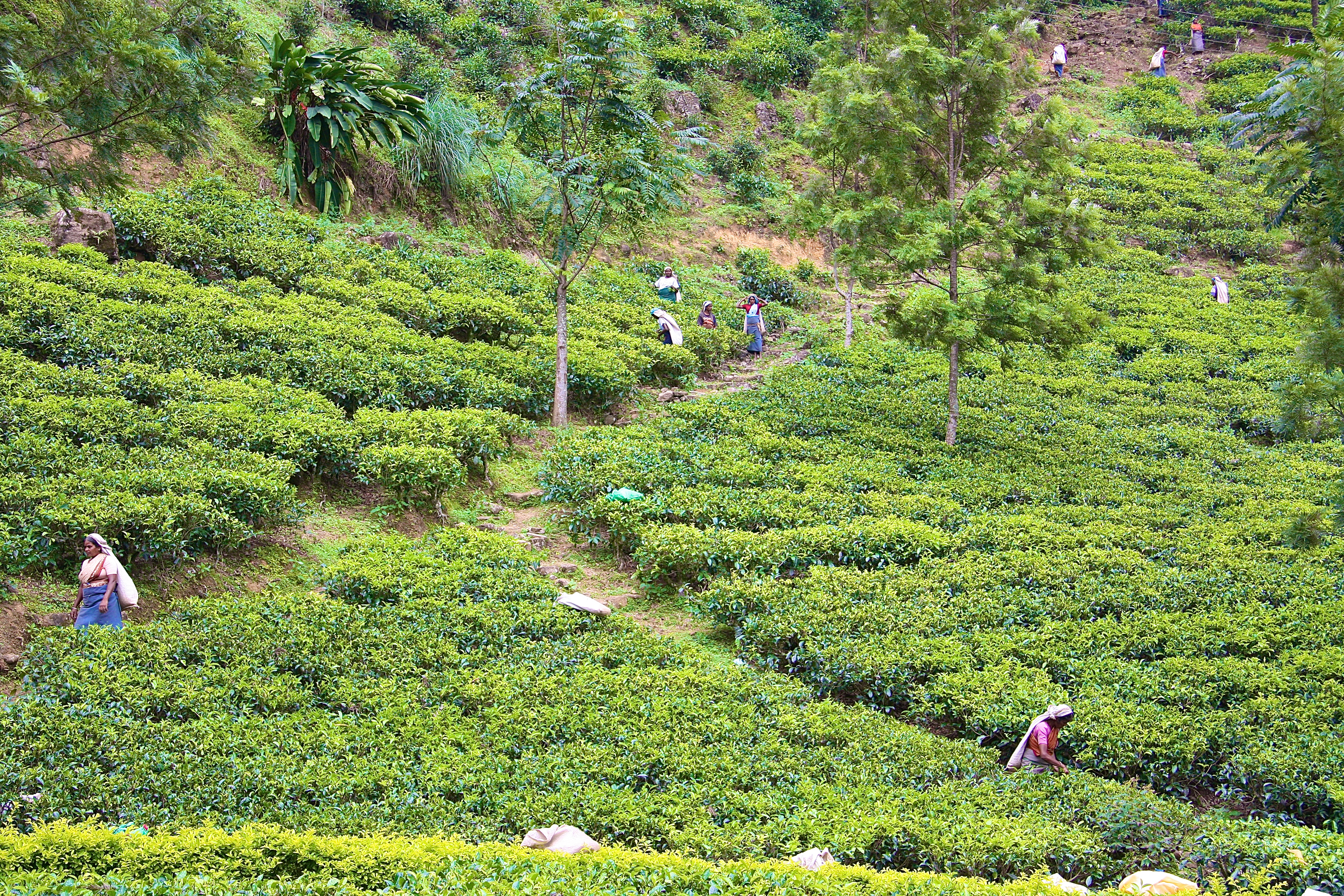 NUWARA ELIYA