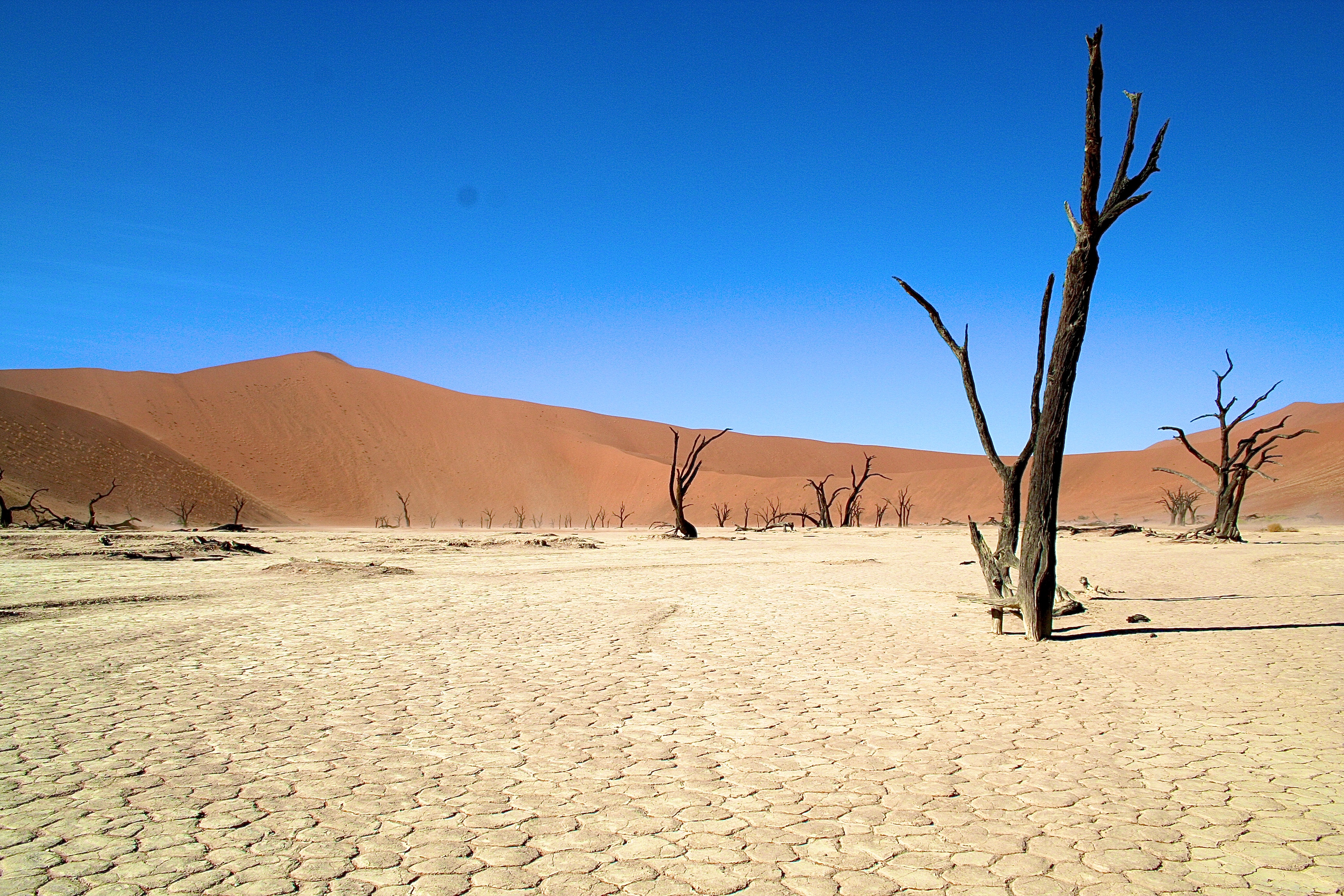 DEAD VLEI