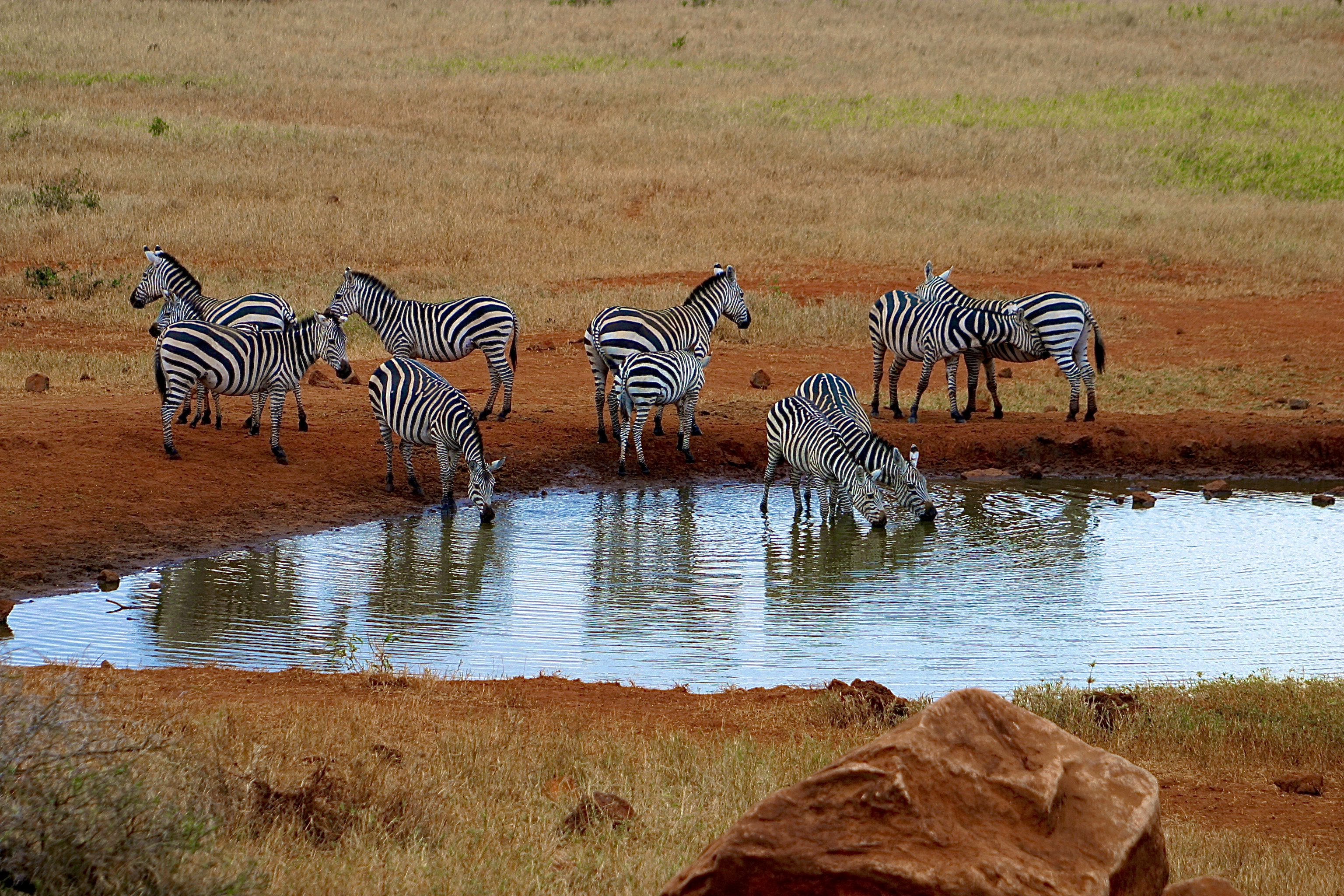 TSAVO-ESTPARC NATIONAL DE TSAVO-WEST