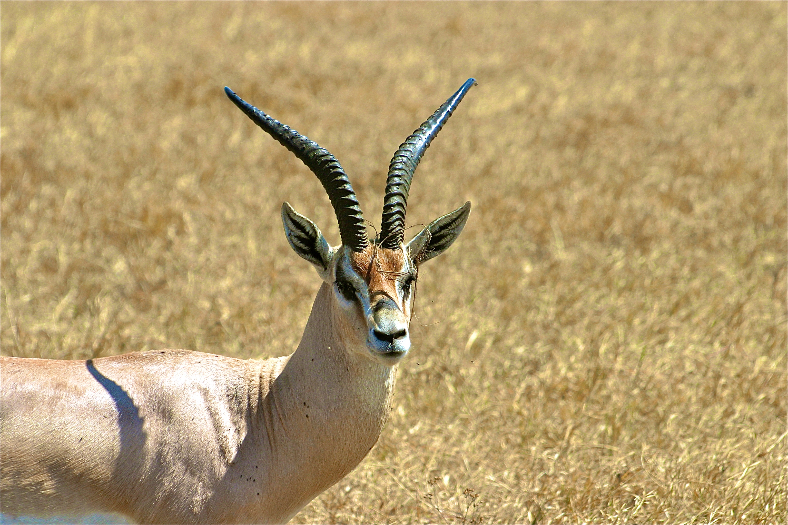 NGORONGORO