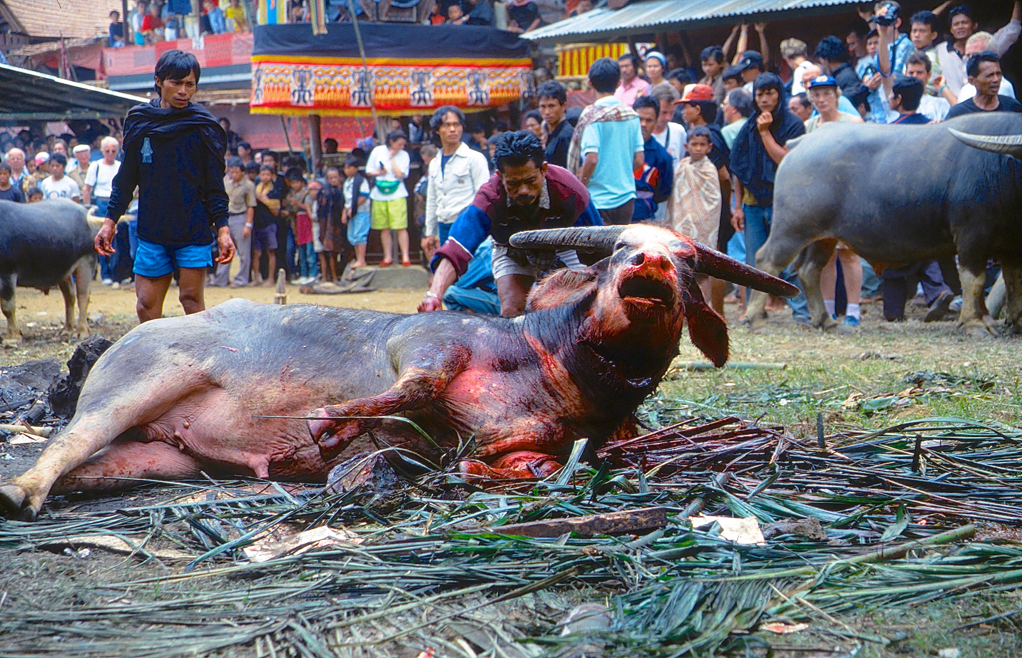 TANA TORAJA