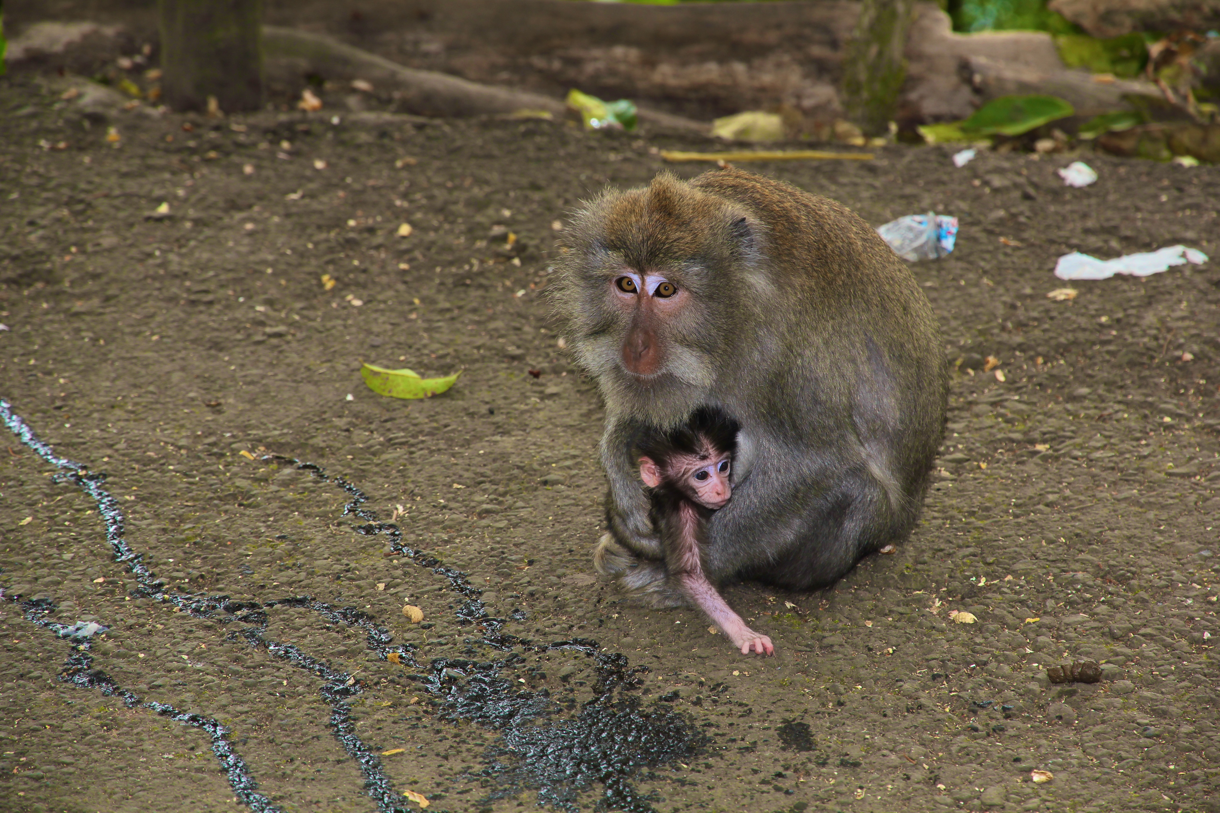 UBUD