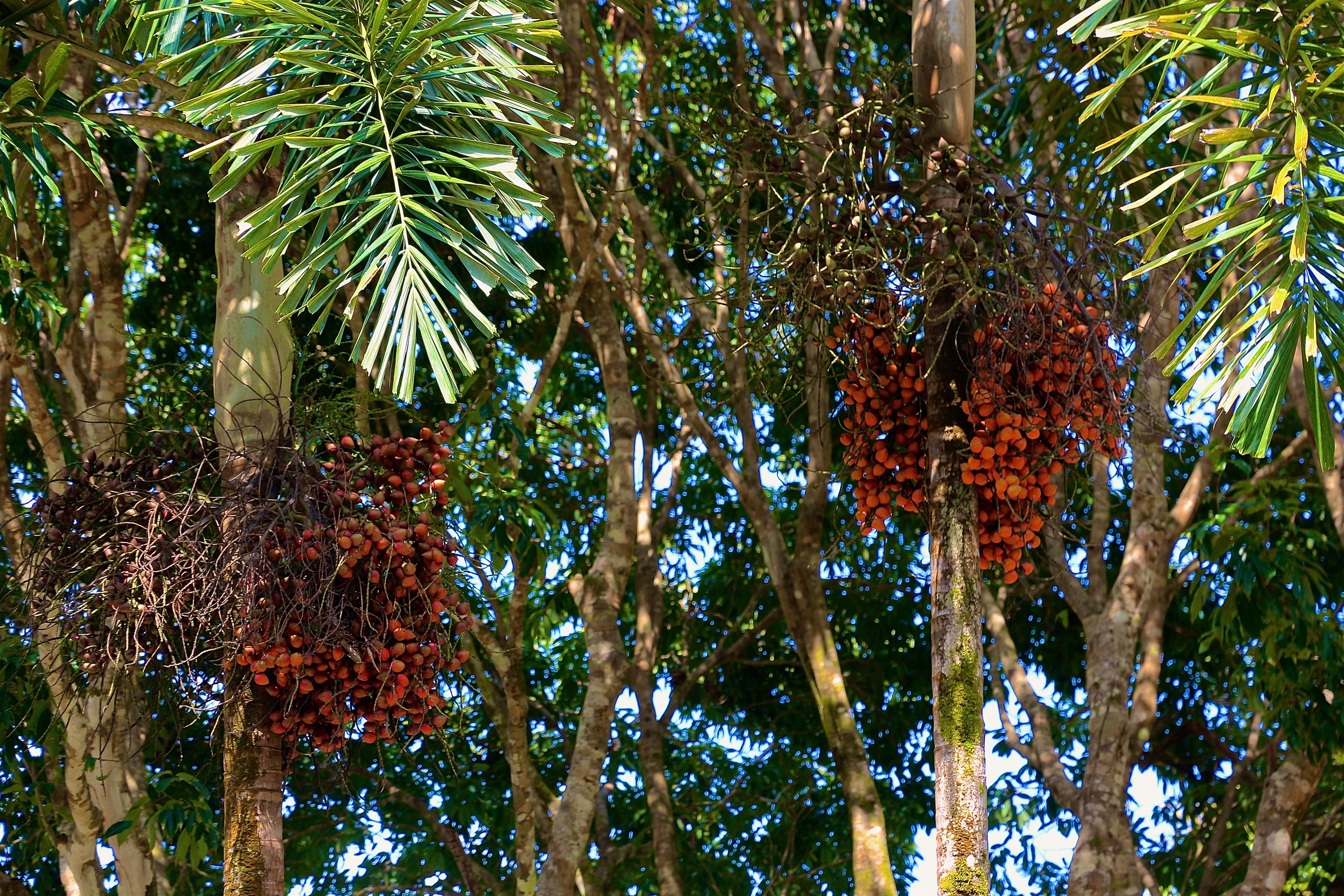 DAINTREE RAINFOREST