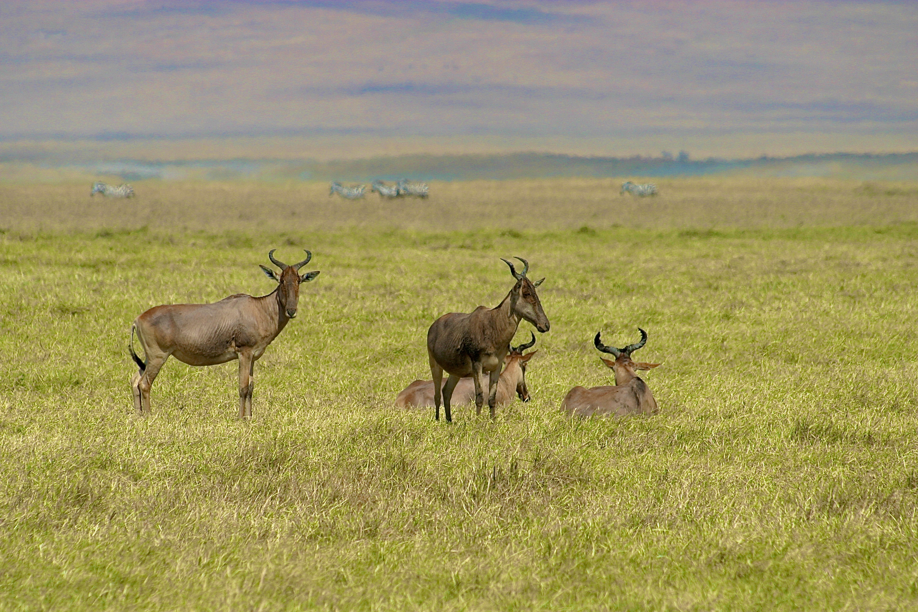 NGORONGORO